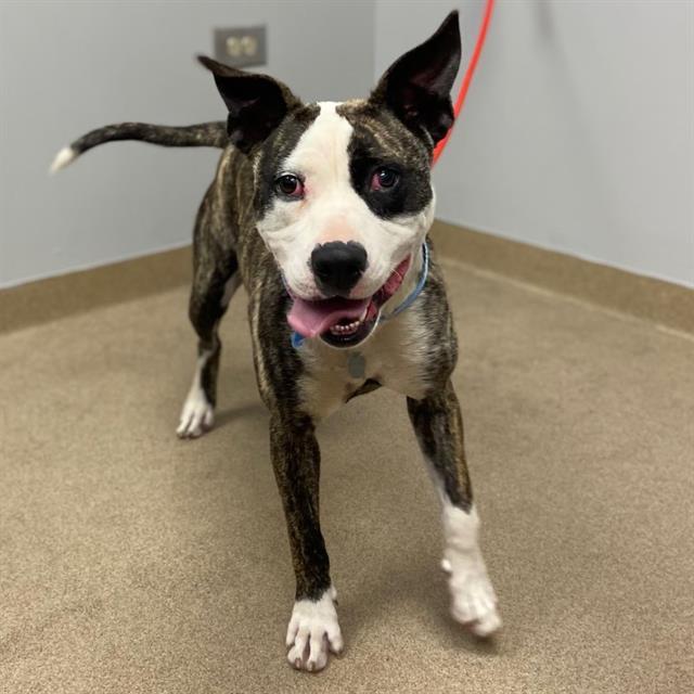 Bugsy, Adoptable, Adult Female Boston Terrier & Pit Bull Terrier.