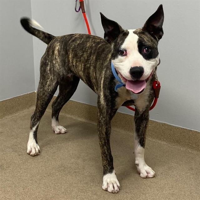 Bugsy, a Adoptable mixed breed in Fort Collins, CO image 2/2