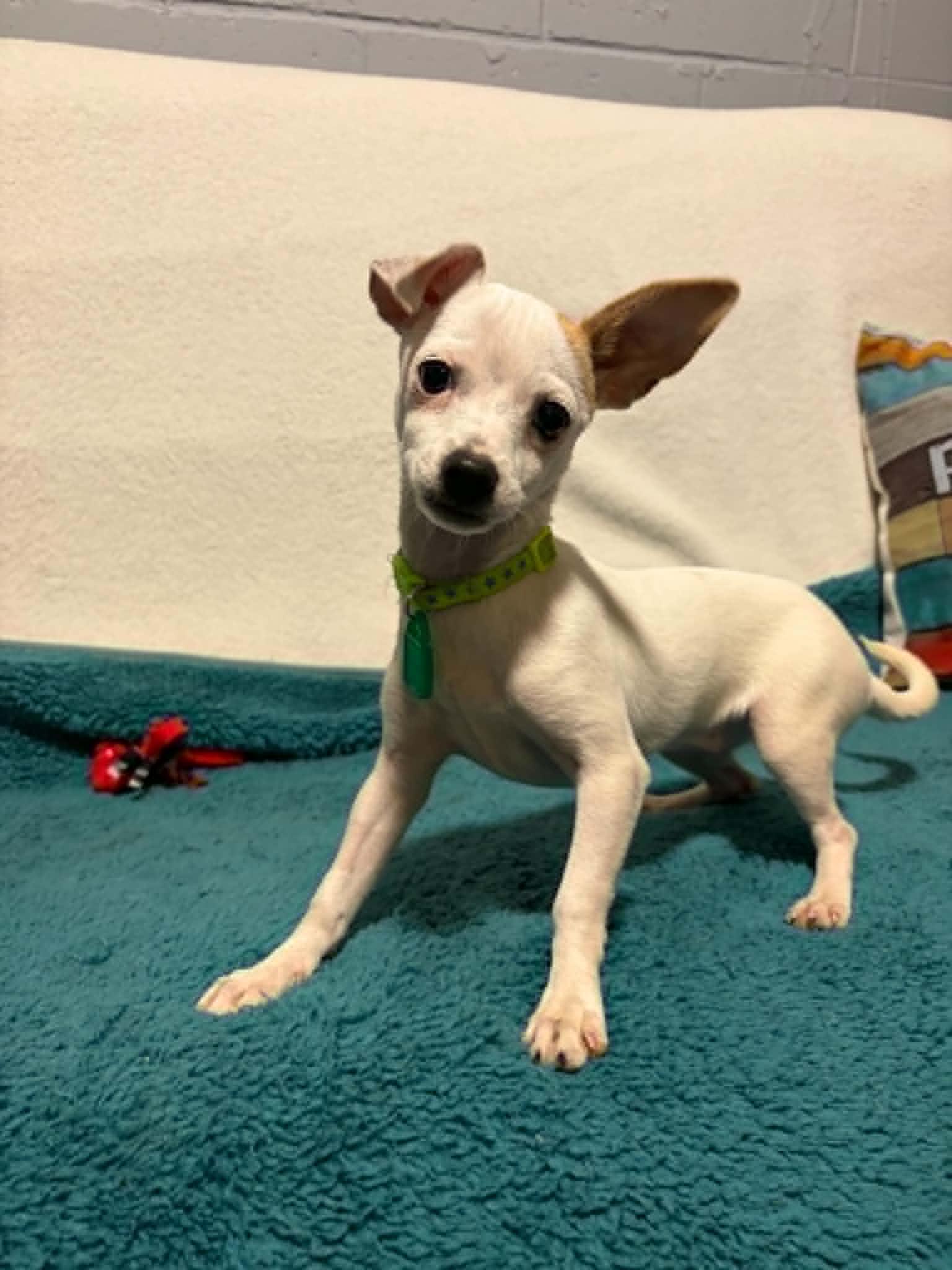 Thistle, Adoptable, Puppy Female Chihuahua.