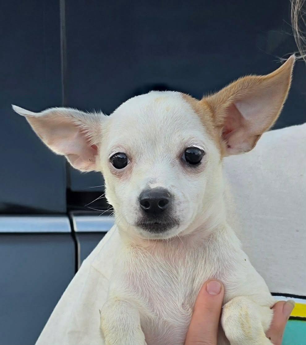 Fern, Thistle, Adoptable, Puppy Female Chihuahua & Dachshund.
