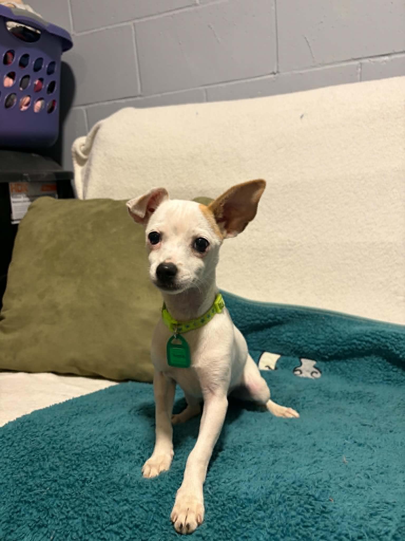 Thistle, a Adoptable Chihuahua in Mukwonago, WI image 3/3