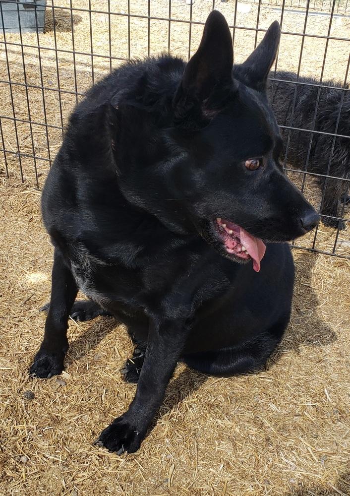 Enlarge Fawksey, a Adopted mixed breed in Challis, ID image 3/6