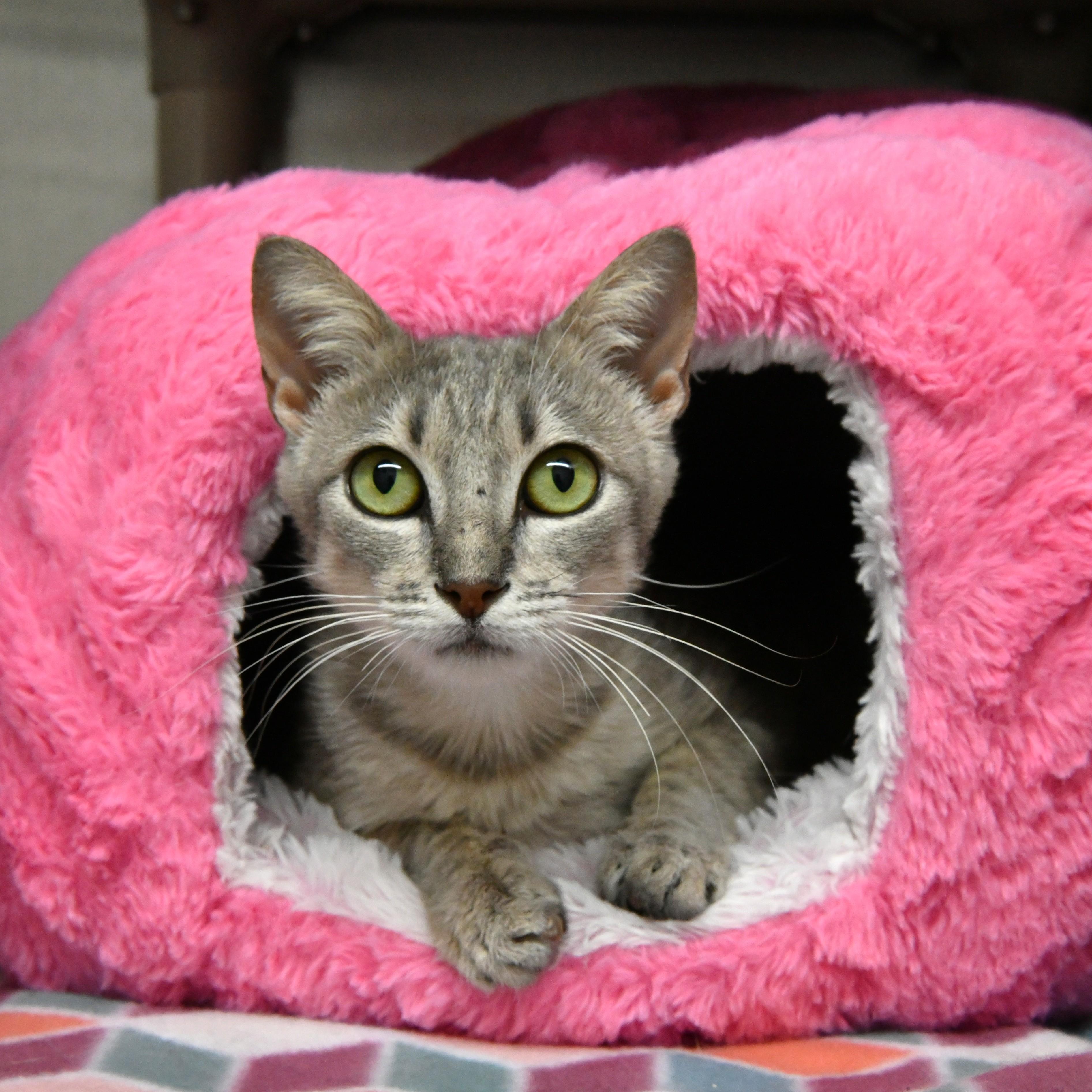Enlarge Tori, a ADOPTABLE Domestic Short Hair in Fairhope, AL image 1/1