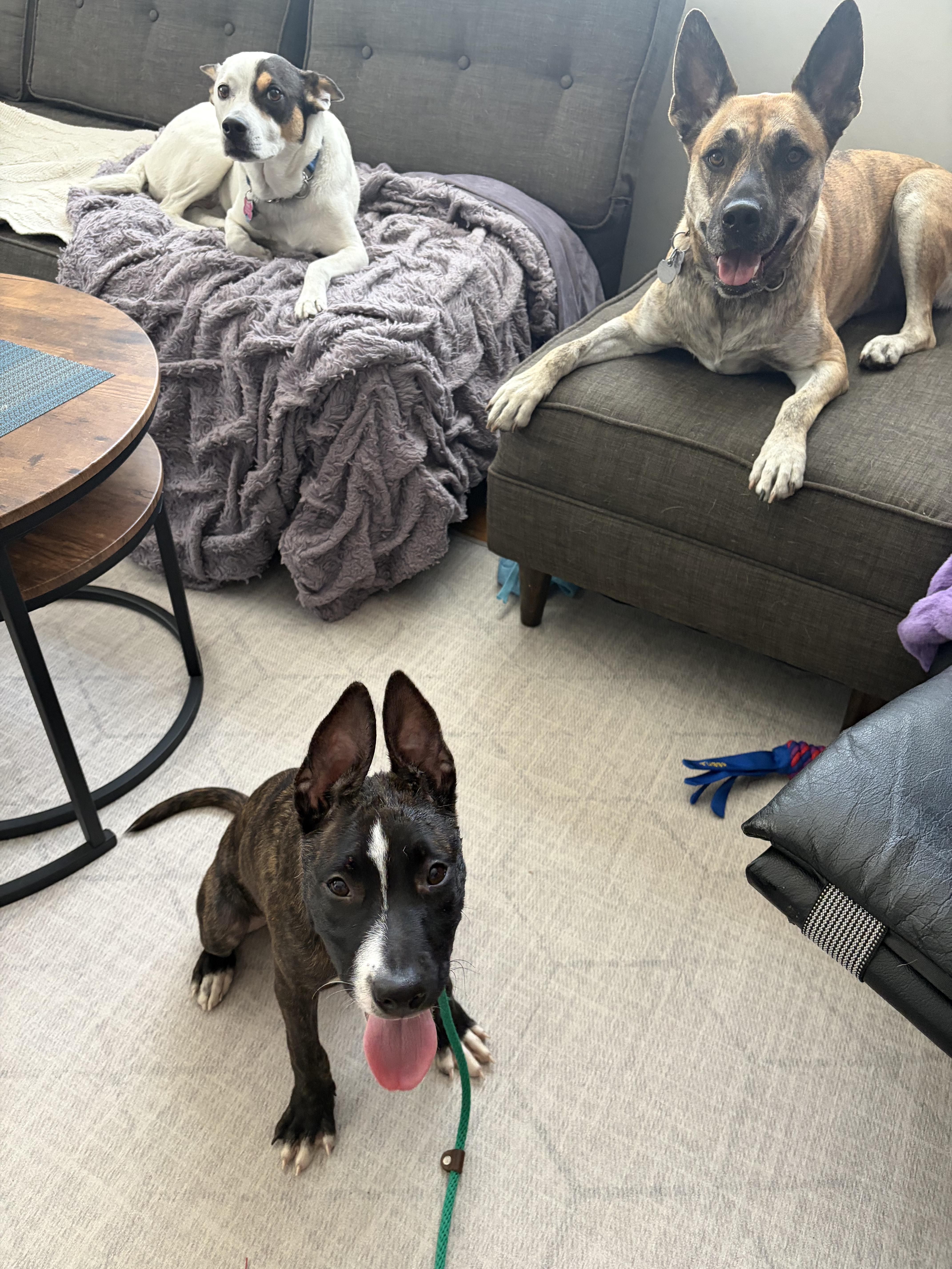 Enlarge KIA (puppy), a Adopted mixed breed in Pasadena, CA image 2/5