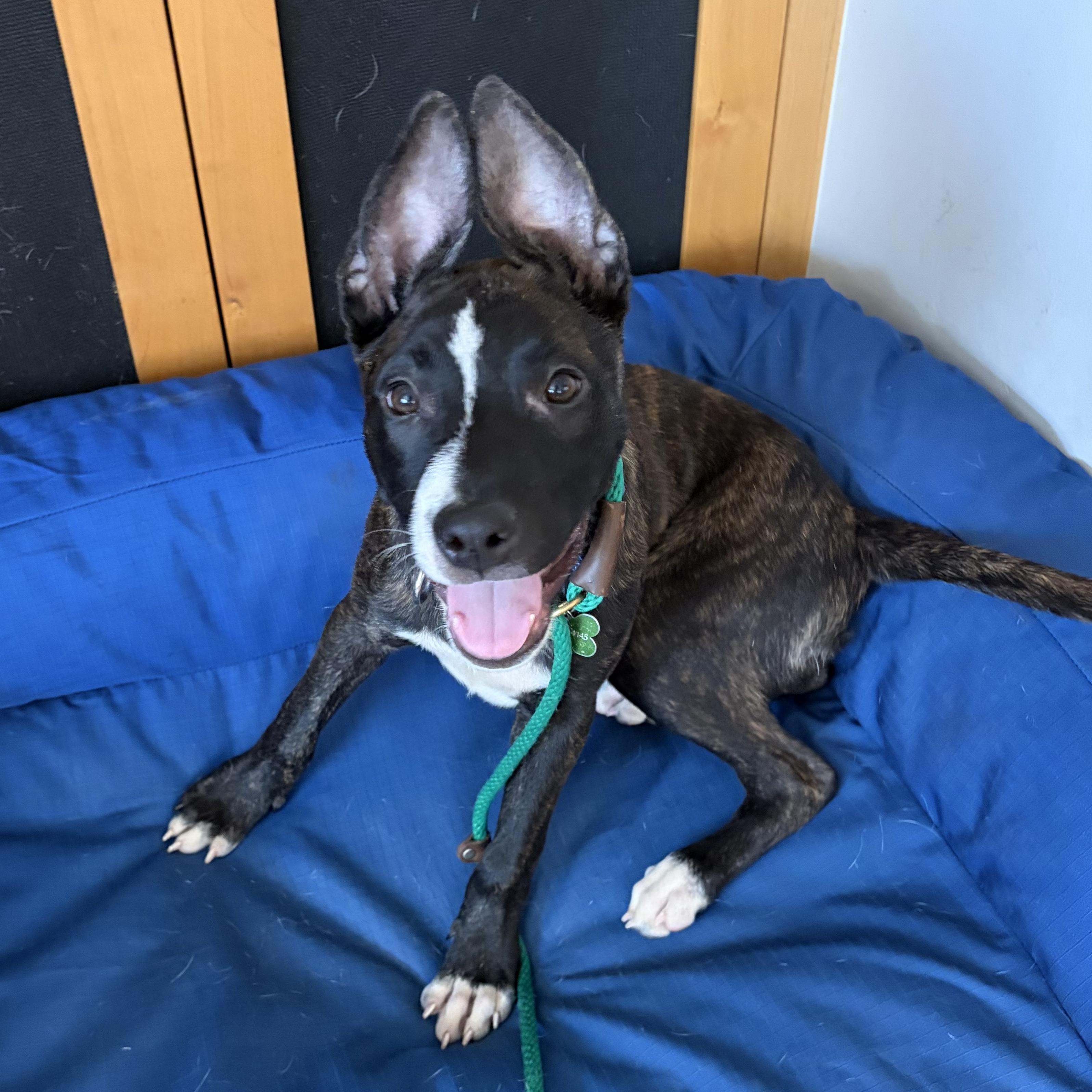 Enlarge KIA (puppy), a Adopted mixed breed in Pasadena, CA image 5/5
