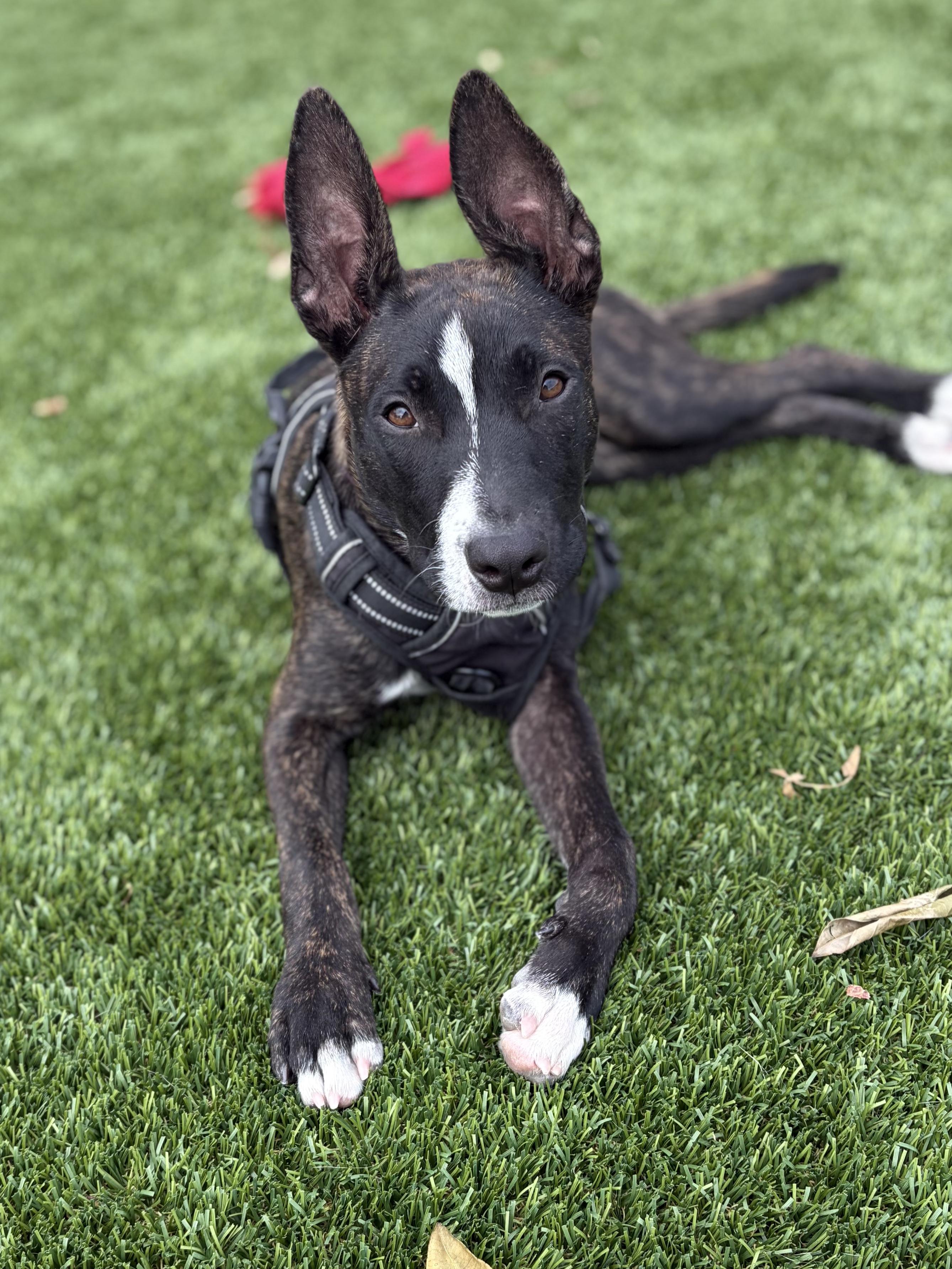 KIA (puppy), Adopted, Puppy Female Belgian Shepherd / Malinois & American Bully.