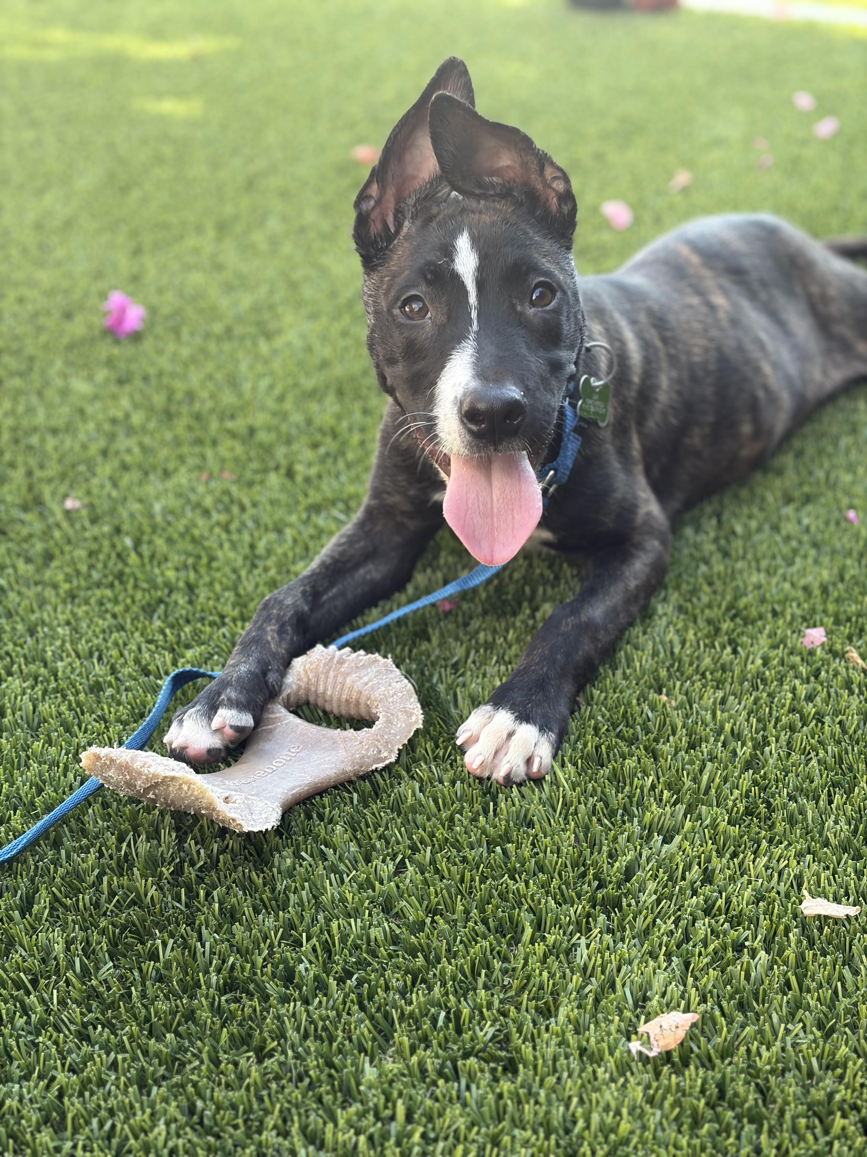 Enlarge KIA (puppy), a Adopted mixed breed in Pasadena, CA image 3/5