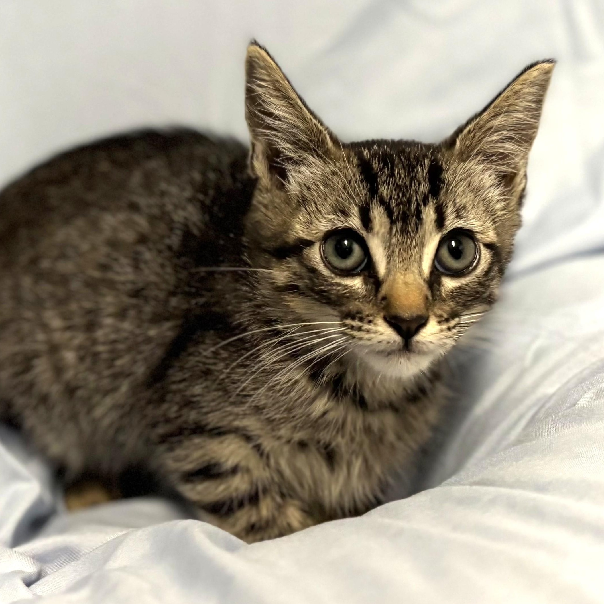 Enlarge Enchilada, a ADOPTABLE mixed breed in Beverly Hills, CA image 2/2