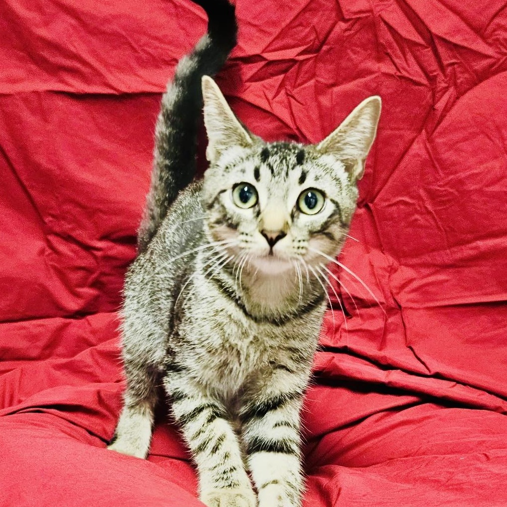 Enchilada, ADOPTABLE, Kitten Female Tabby.