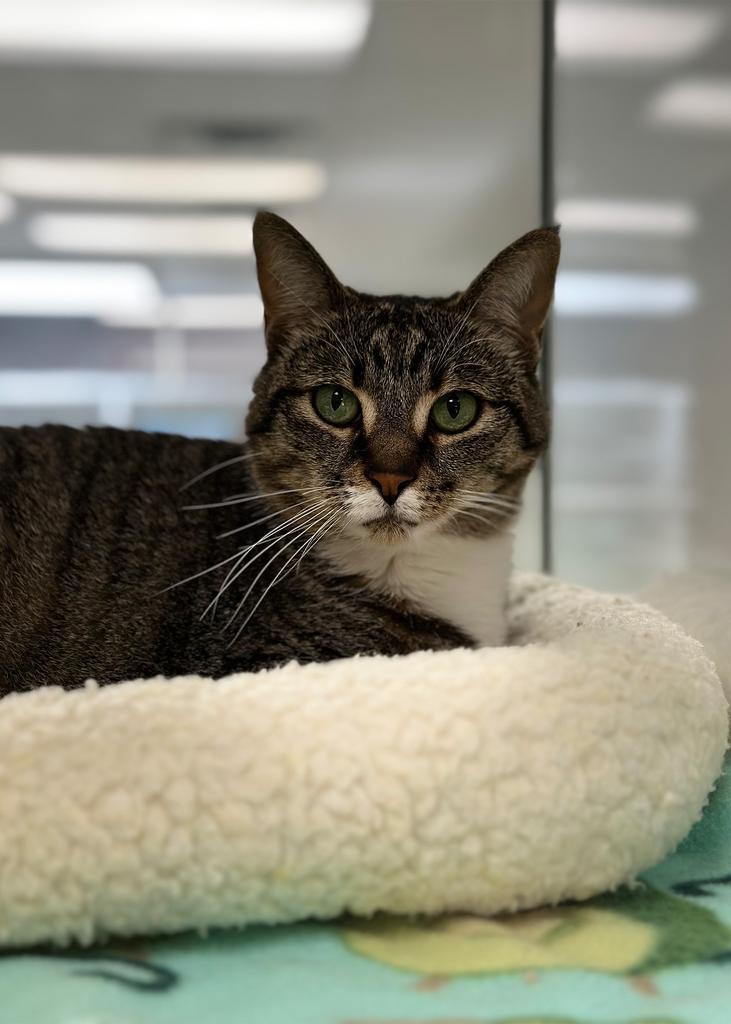 Liz, Adopted, Adult Female Domestic Short Hair.