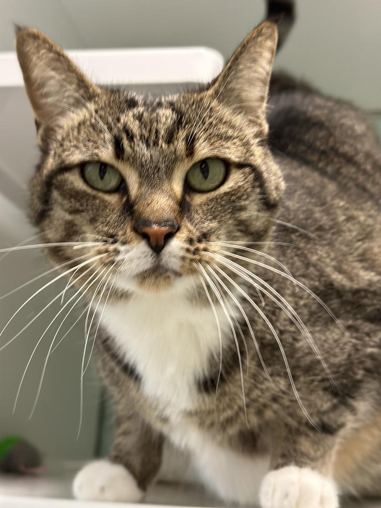 Enlarge Liz, a Adopted mixed breed in Saint Paul, MN image 2/2