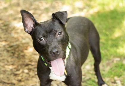 Gumby, a ADOPTABLE Mixed Breed in Hamilton, OH image 3/3