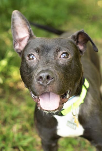 Gumby, ADOPTABLE, Young Male Mixed Breed.