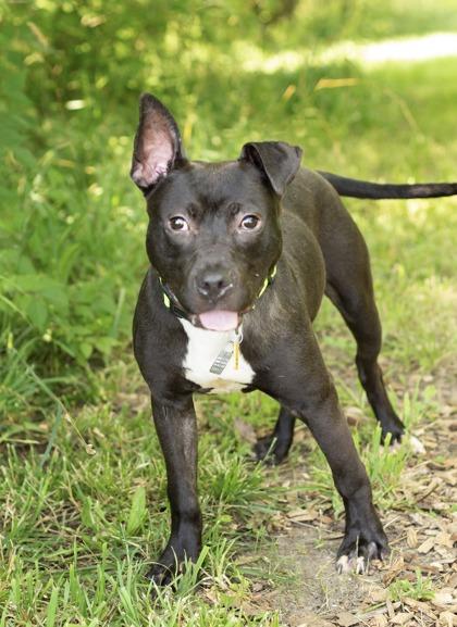 Gumby, a ADOPTABLE Mixed Breed in Hamilton, OH image 2/3