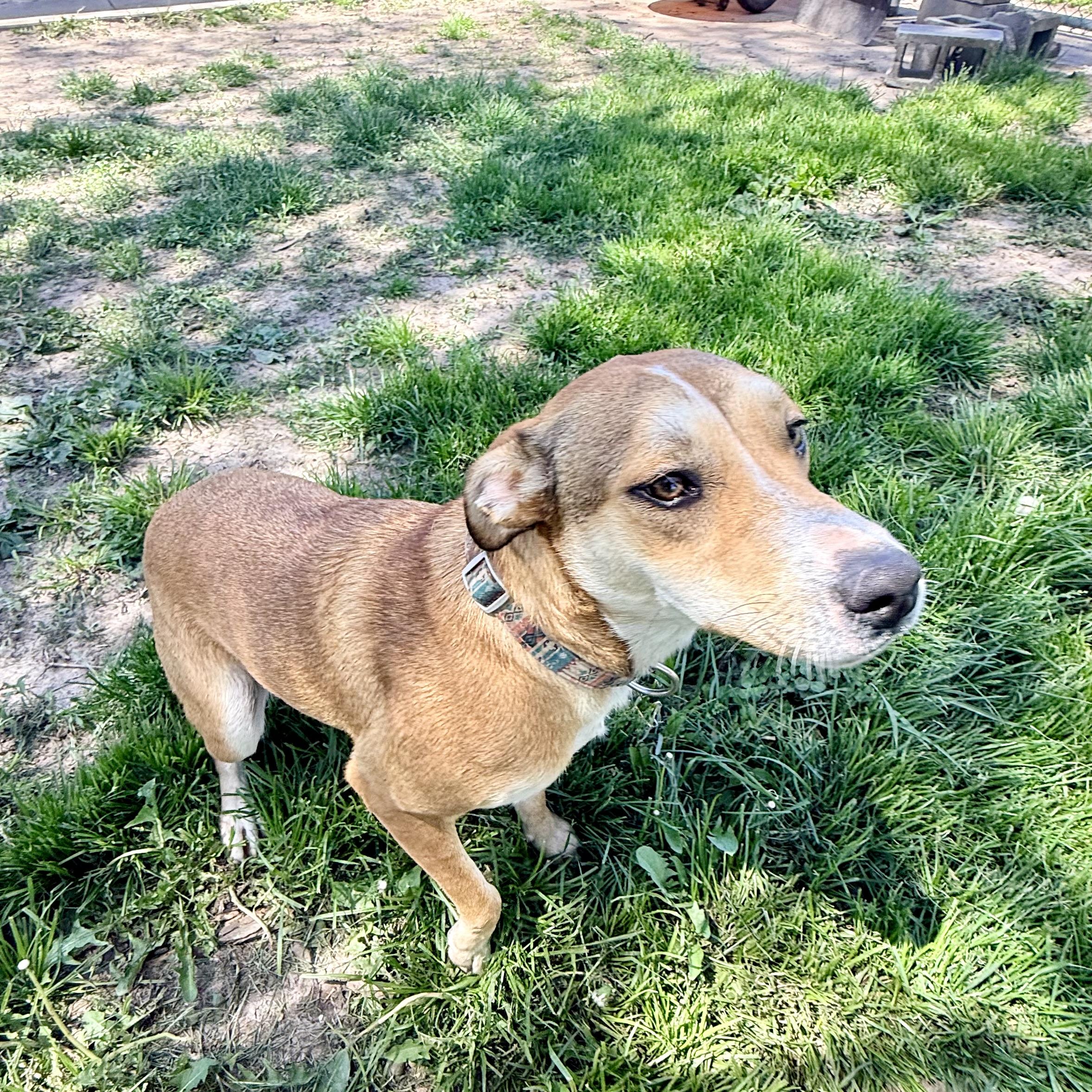 Hazel, a ADOPTABLE mixed breed in Albany, MO image 3/6