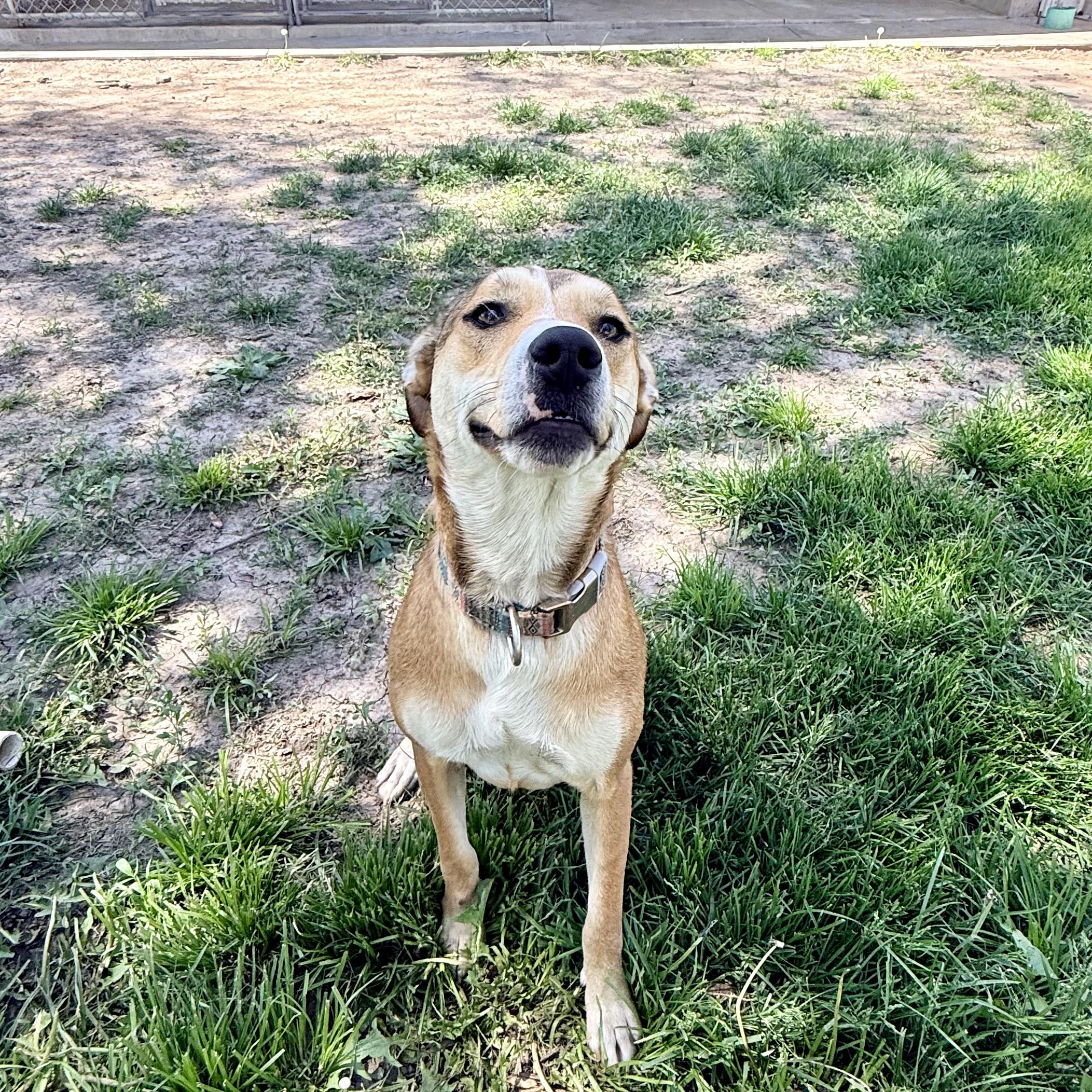 Hazel, a ADOPTABLE mixed breed in Albany, MO image 2/6