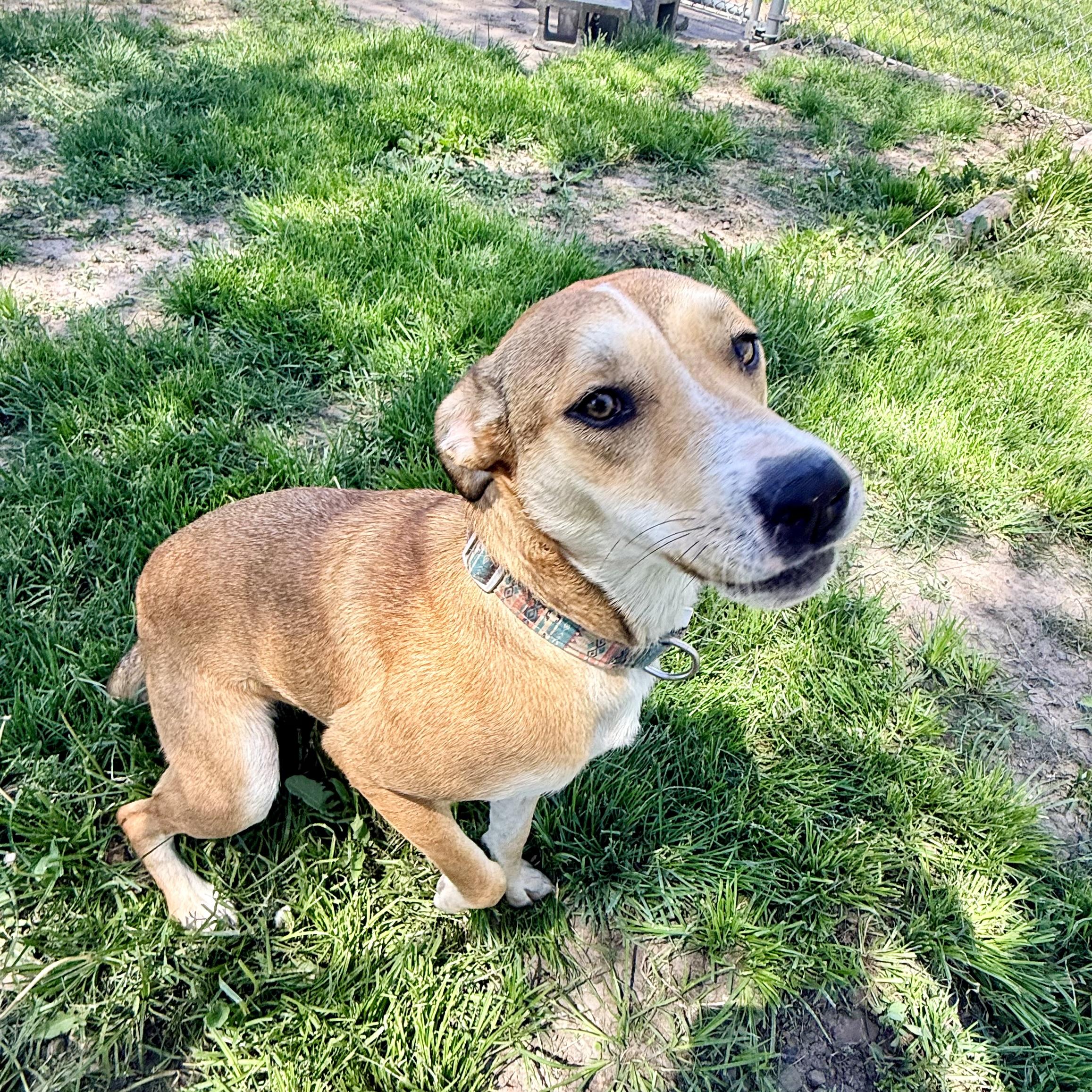 Hazel, a ADOPTABLE mixed breed in Albany, MO image 6/6