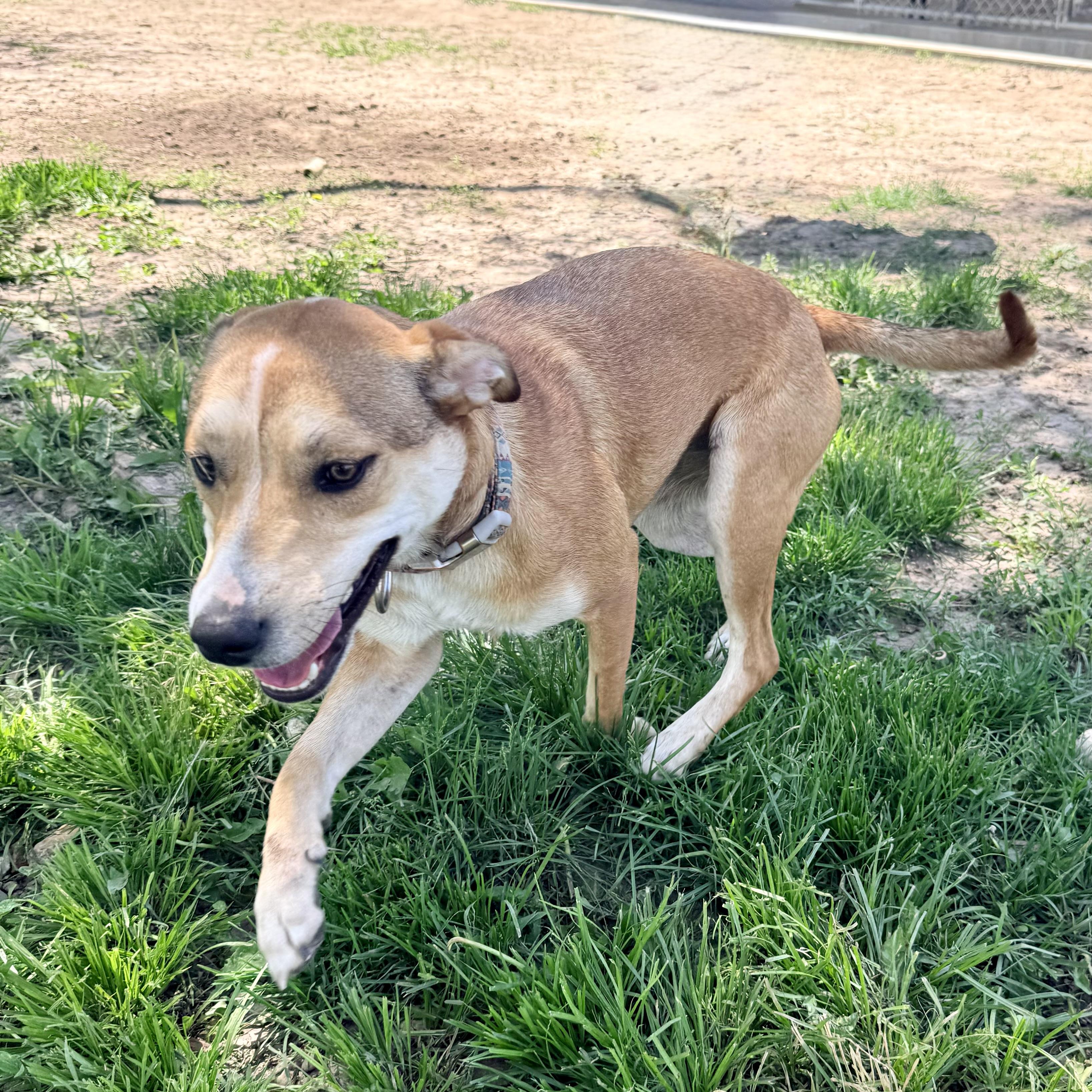 Hazel, a ADOPTABLE mixed breed in Albany, MO image 1/6