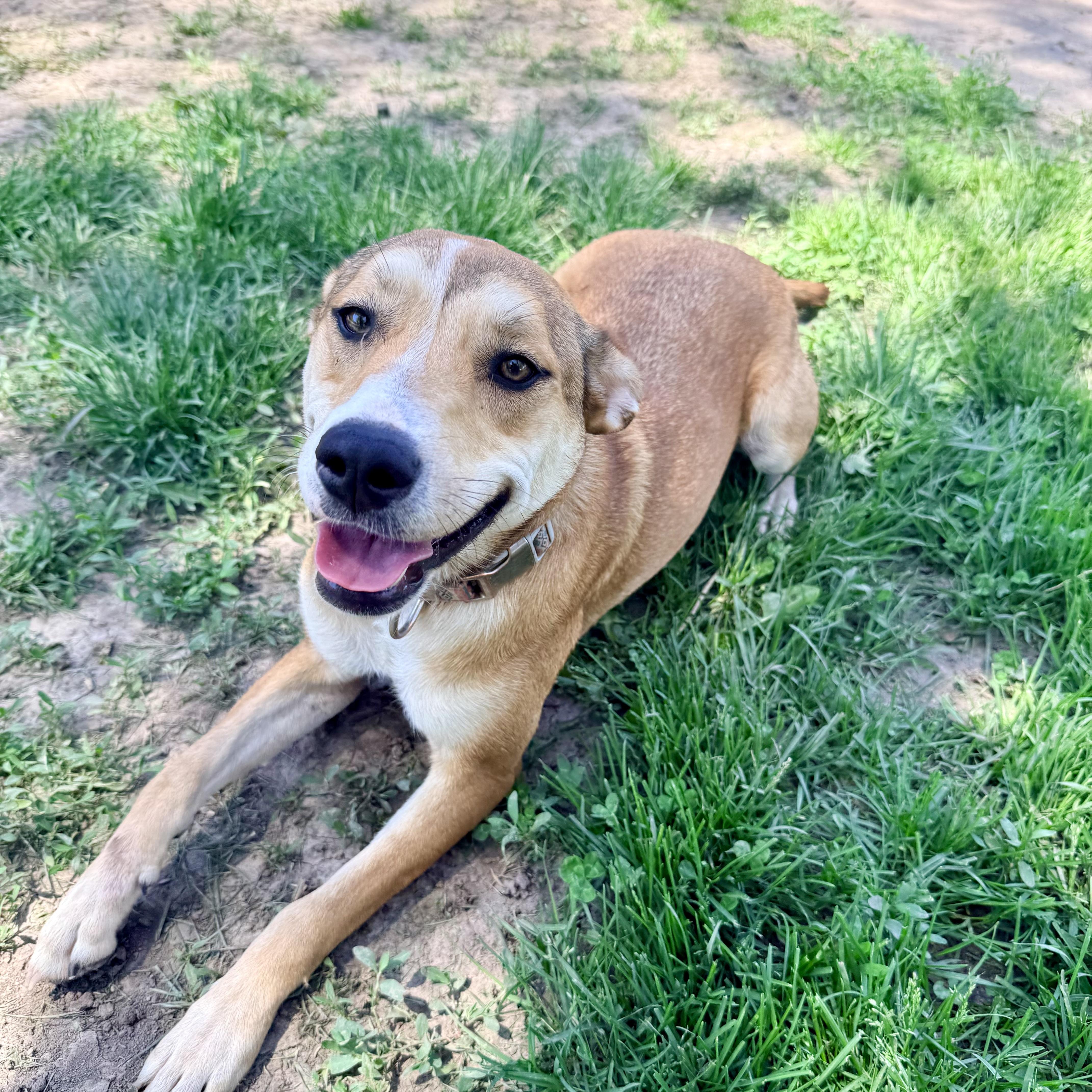 Hazel, a ADOPTABLE mixed breed in Albany, MO image 5/6