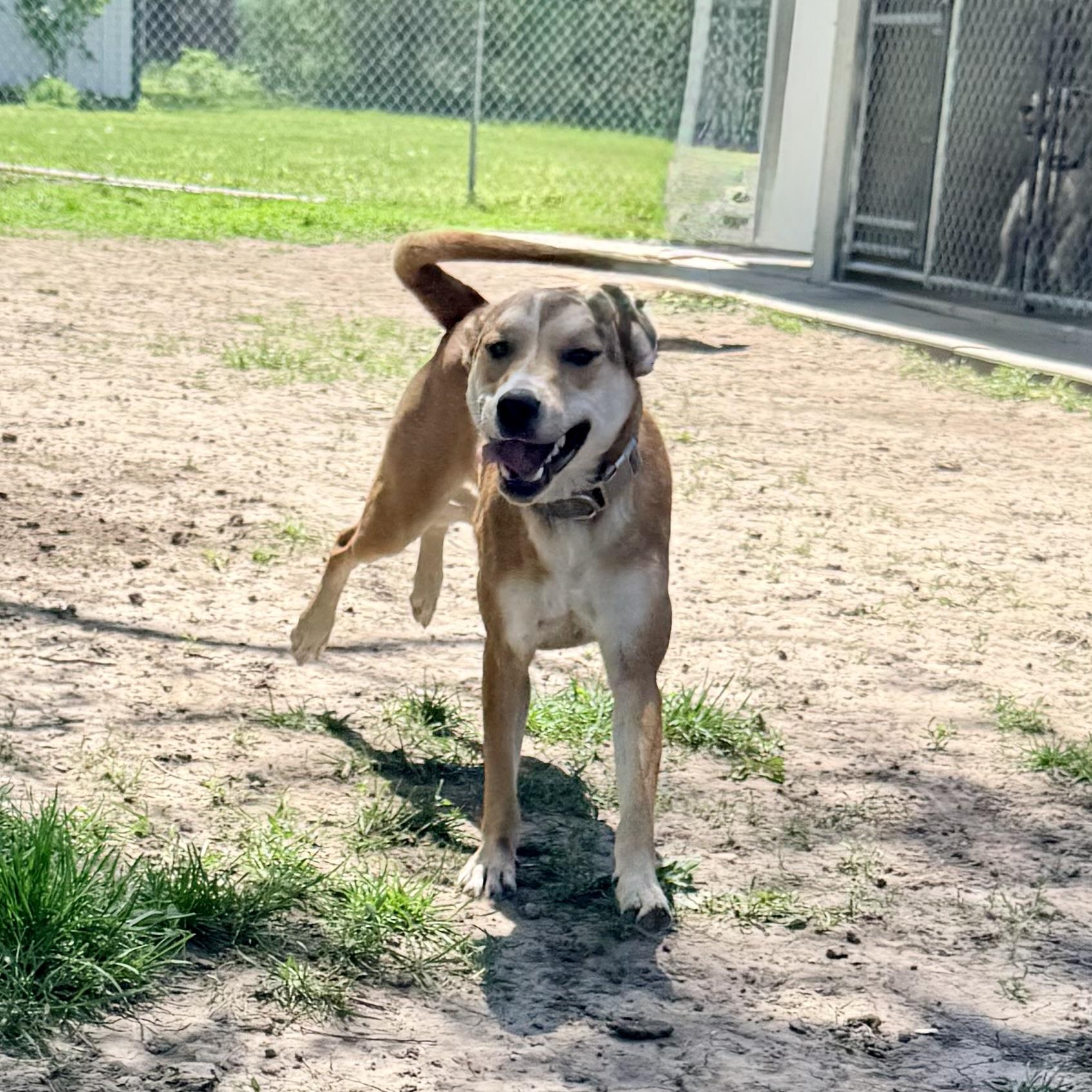 Hazel, a ADOPTABLE mixed breed in Albany, MO image 4/6