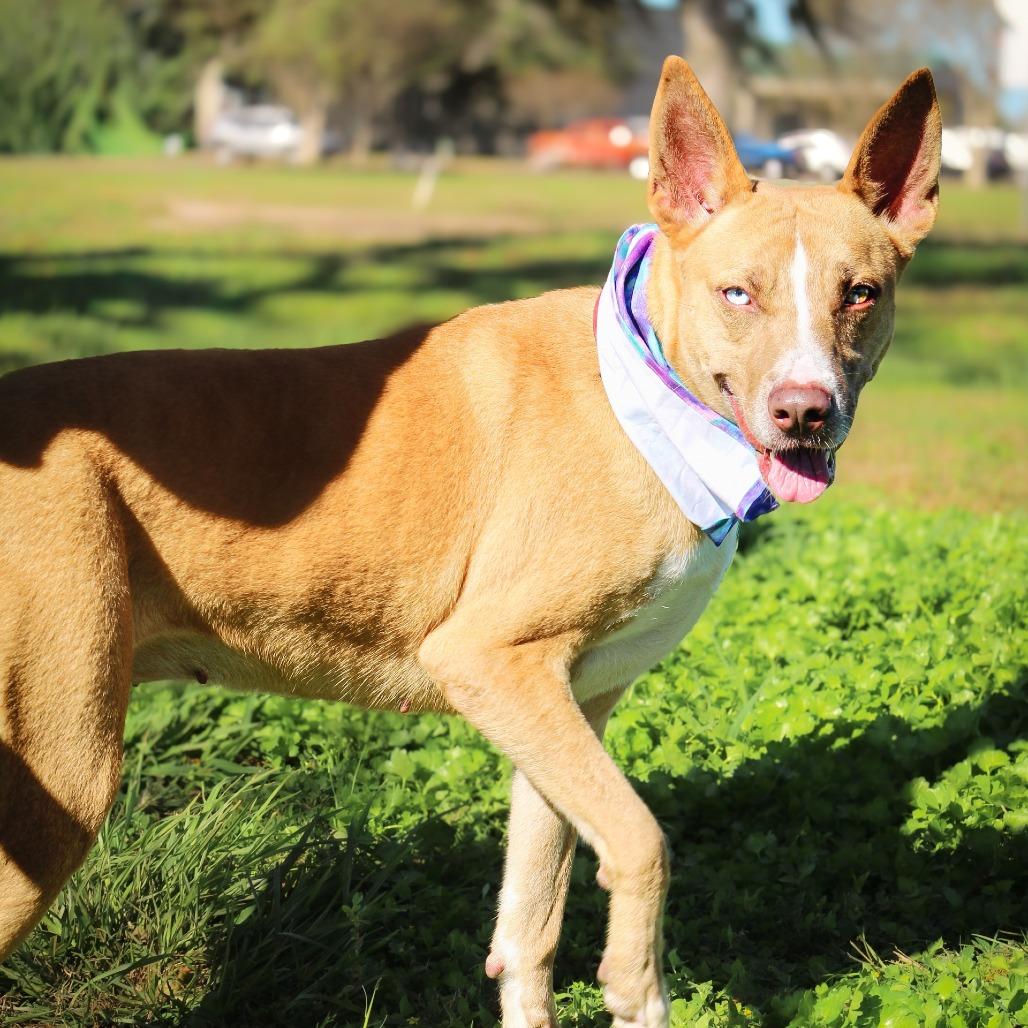 Marnie, a Adoptable Mixed Breed in Lake Jackson, TX image 1/3