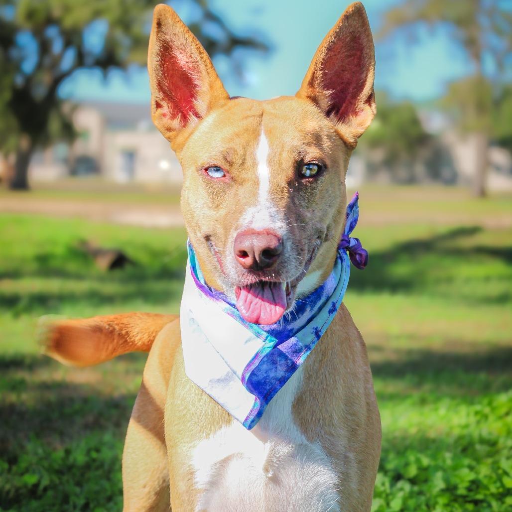 Marnie, a Adoptable Mixed Breed in Lake Jackson, TX image 2/3