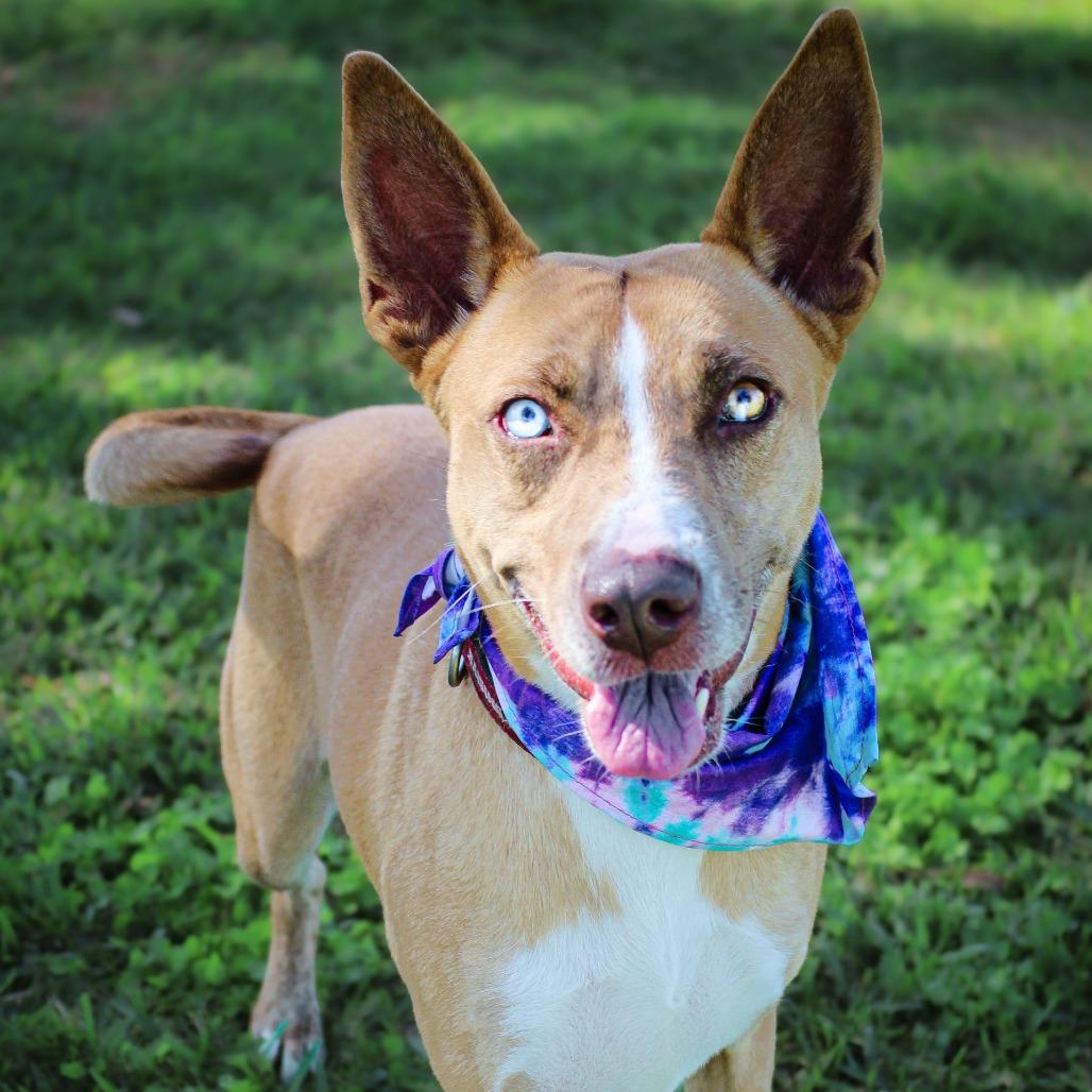 Marnie, a Adoptable Mixed Breed in Lake Jackson, TX image 3/3