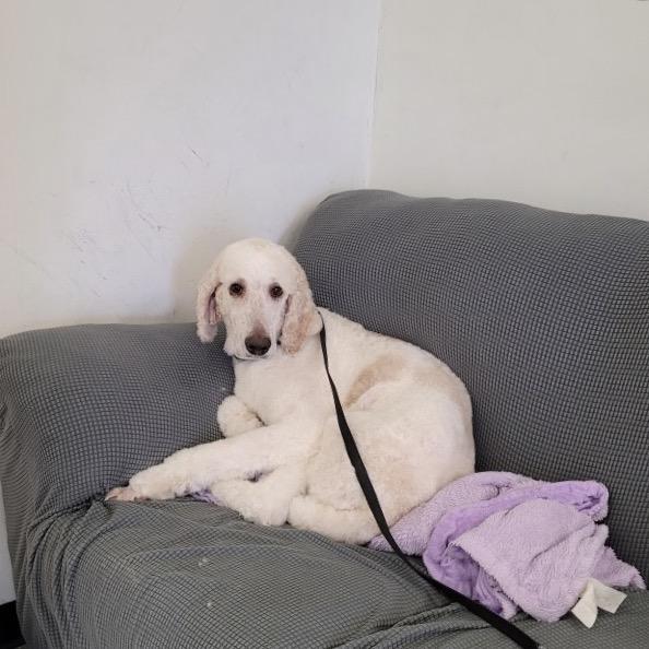 Elsie, a Adoptable Standard Poodle in Sinking Spring, PA image 1/4