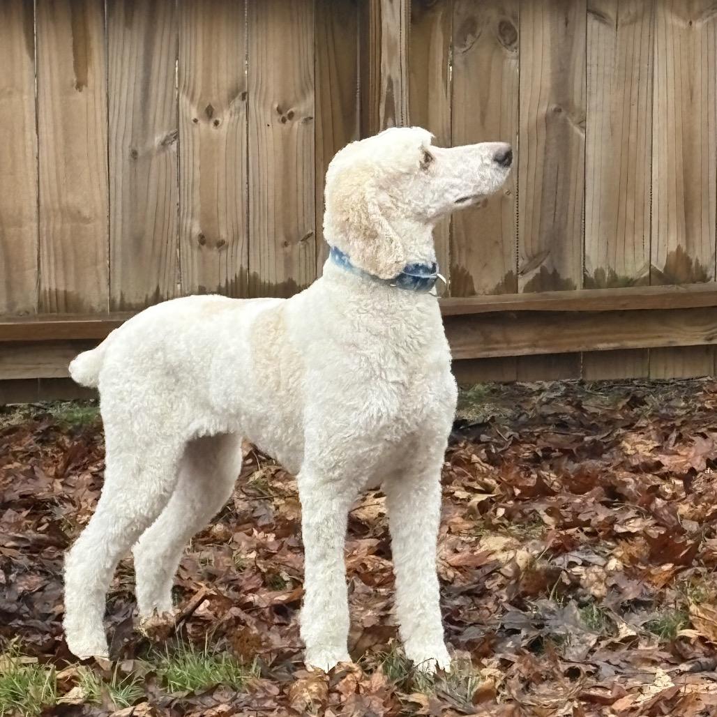 Elsie, a Adoptable Standard Poodle in Sinking Spring, PA image 2/4