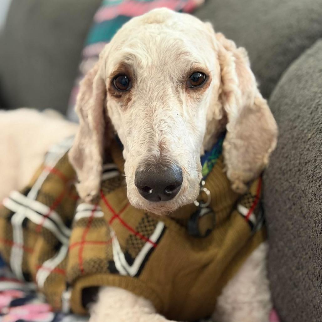 Elsie, a Adoptable Standard Poodle in Sinking Spring, PA image 4/4