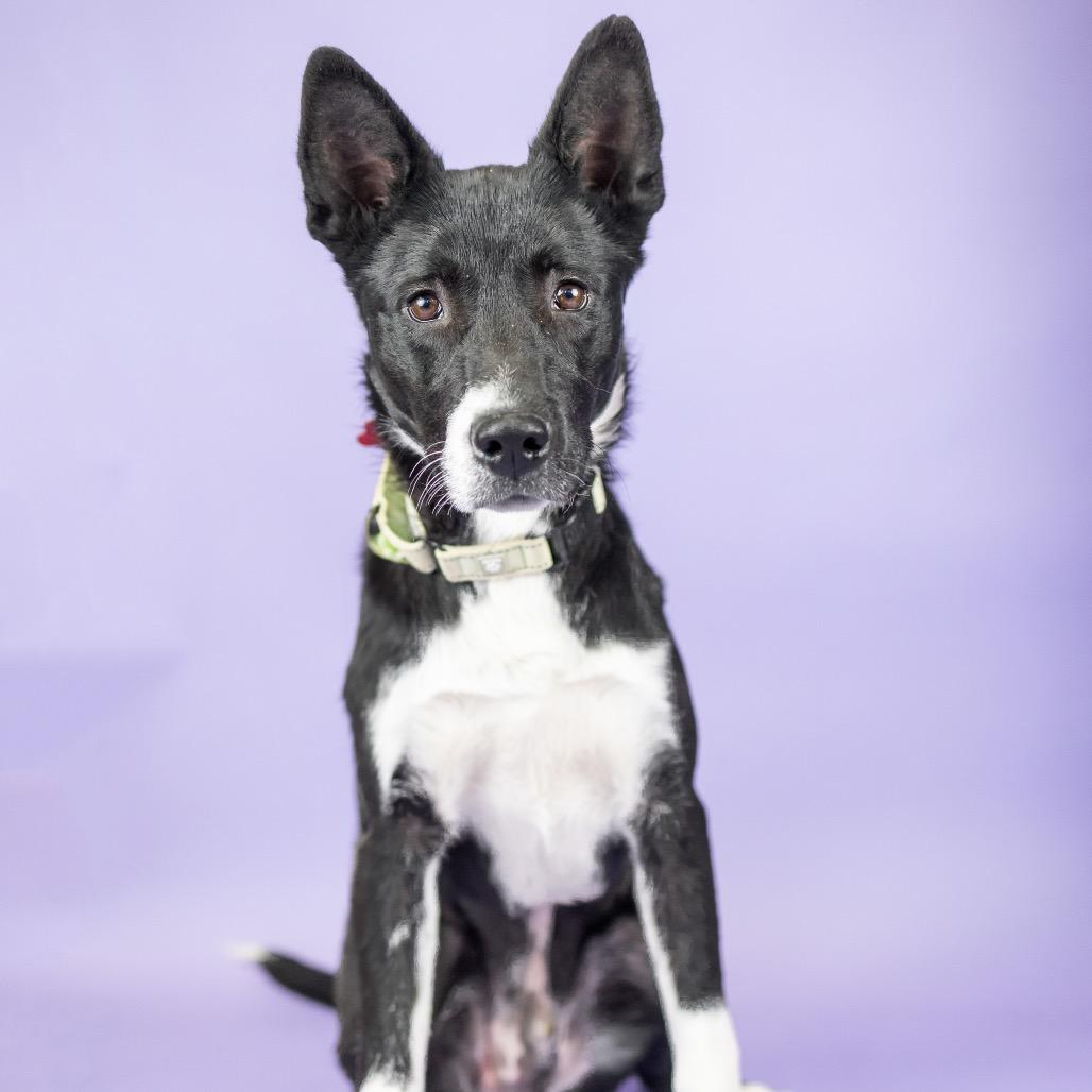 Enlarge Outlaw, a Adoptable Mixed Breed in Portland, OR image 1/1