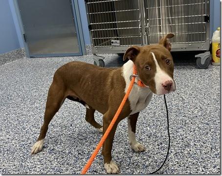 Sasha Adorable 2 years old 47 Pounds Totally Non Ractive to Kids, Cats and Dogs, Adopted, Young Female American Bully.