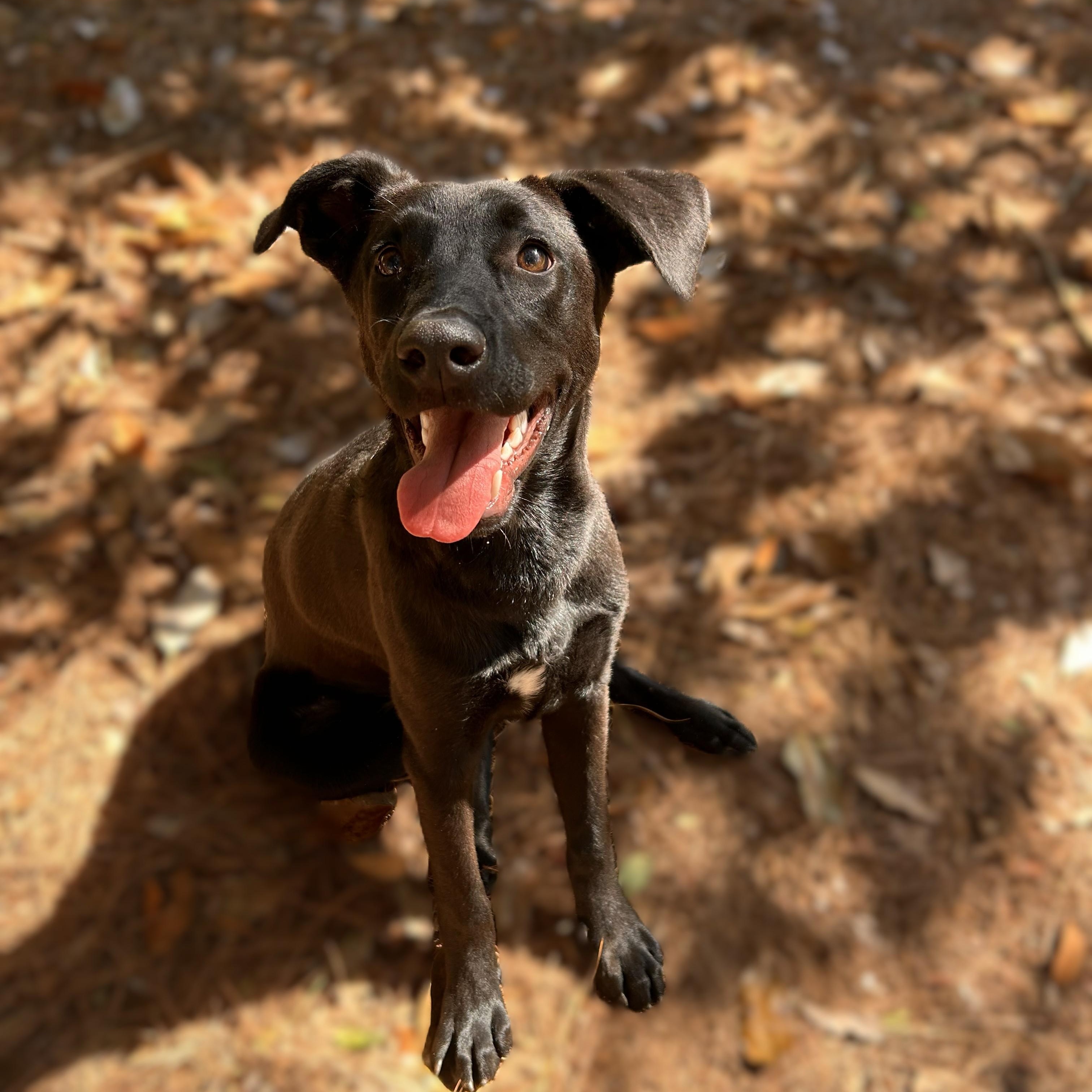 PUPPY: Slinky, an adoptable mixed breed in Alpharetta, GA image 2/6