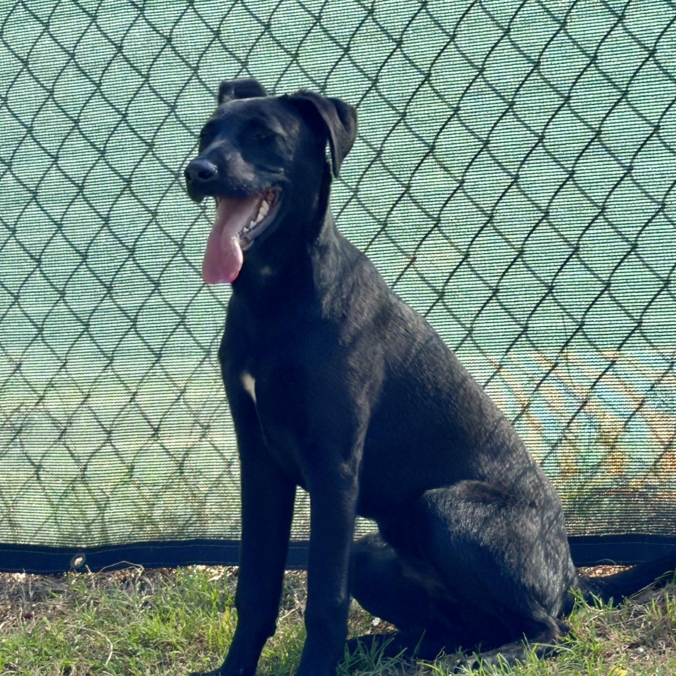 PUPPY: Slinky, an adoptable mixed breed in Alpharetta, GA image 4/6