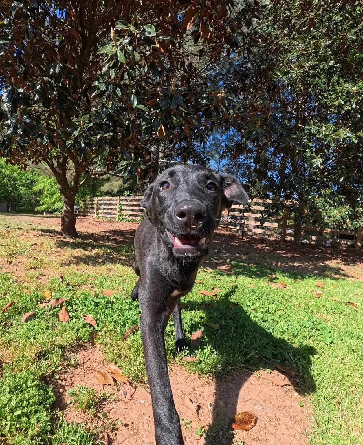 PUPPY: Slinky, an adoptable mixed breed in Alpharetta, GA image 3/6