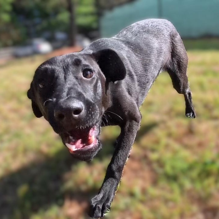 PUPPY: Slinky, an adoptable mixed breed in Alpharetta, GA image 6/6