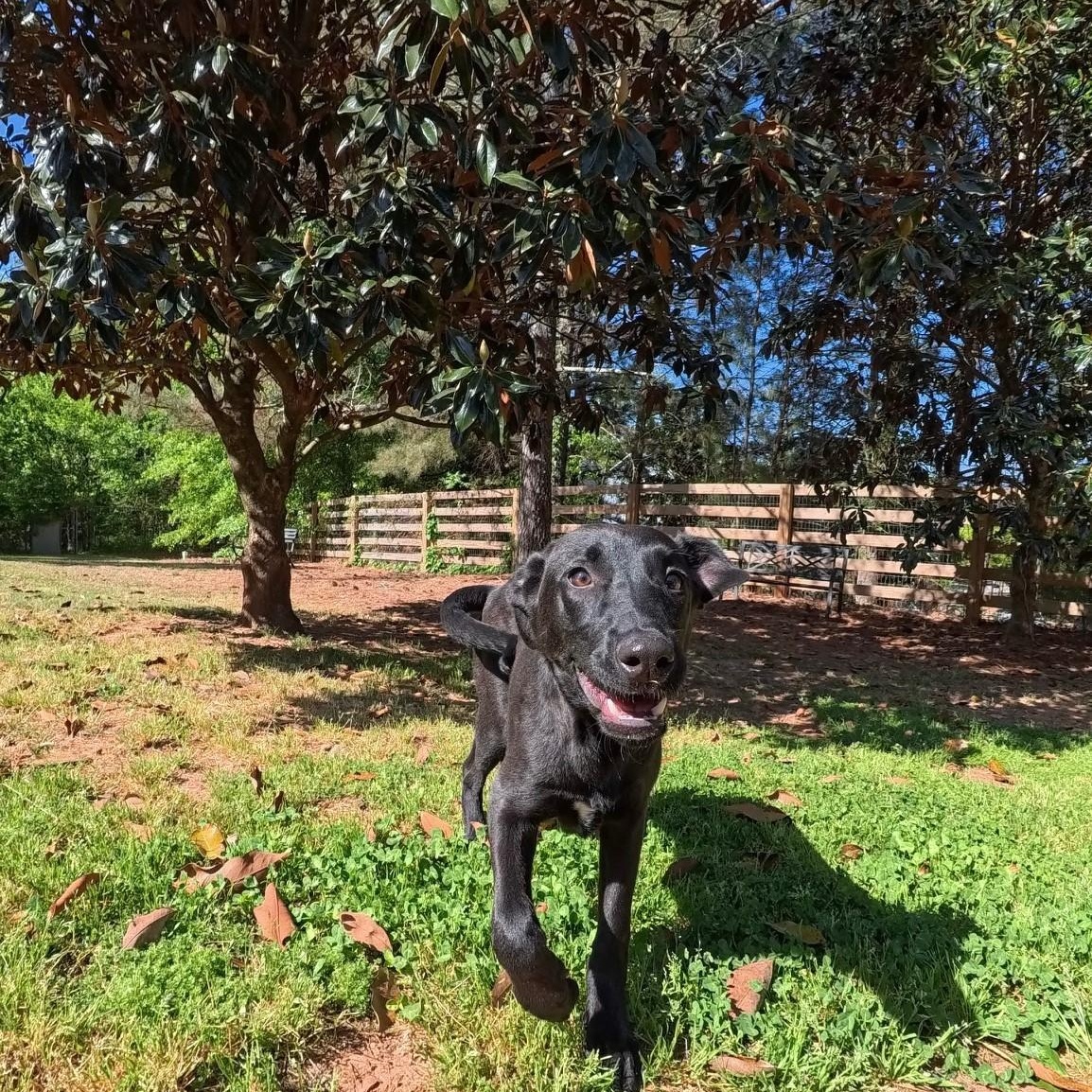 PUPPY: Slinky, an adoptable mixed breed in Alpharetta, GA image 5/6