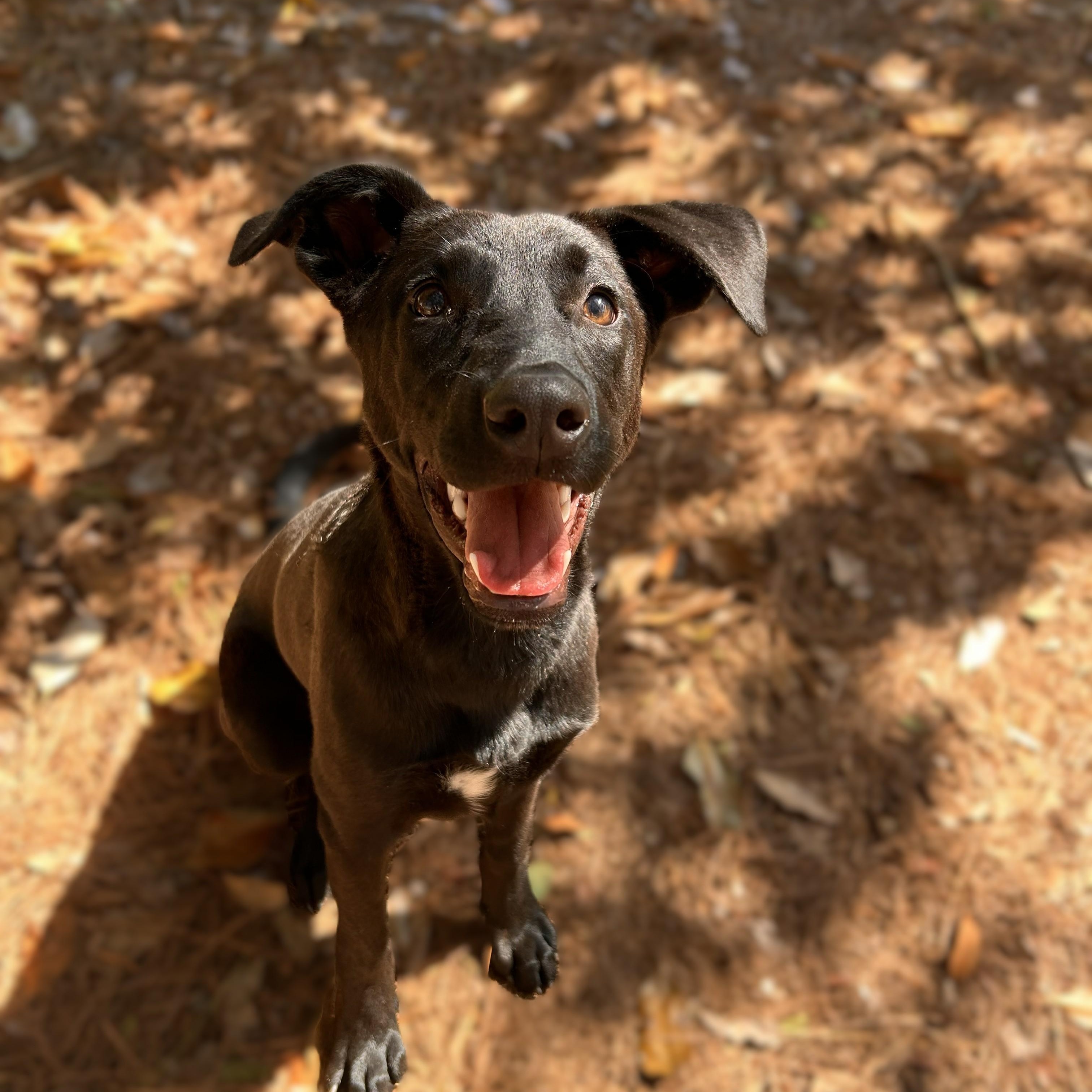 PUPPY: Slinky, an adoptable mixed breed in Alpharetta, GA image 1/6