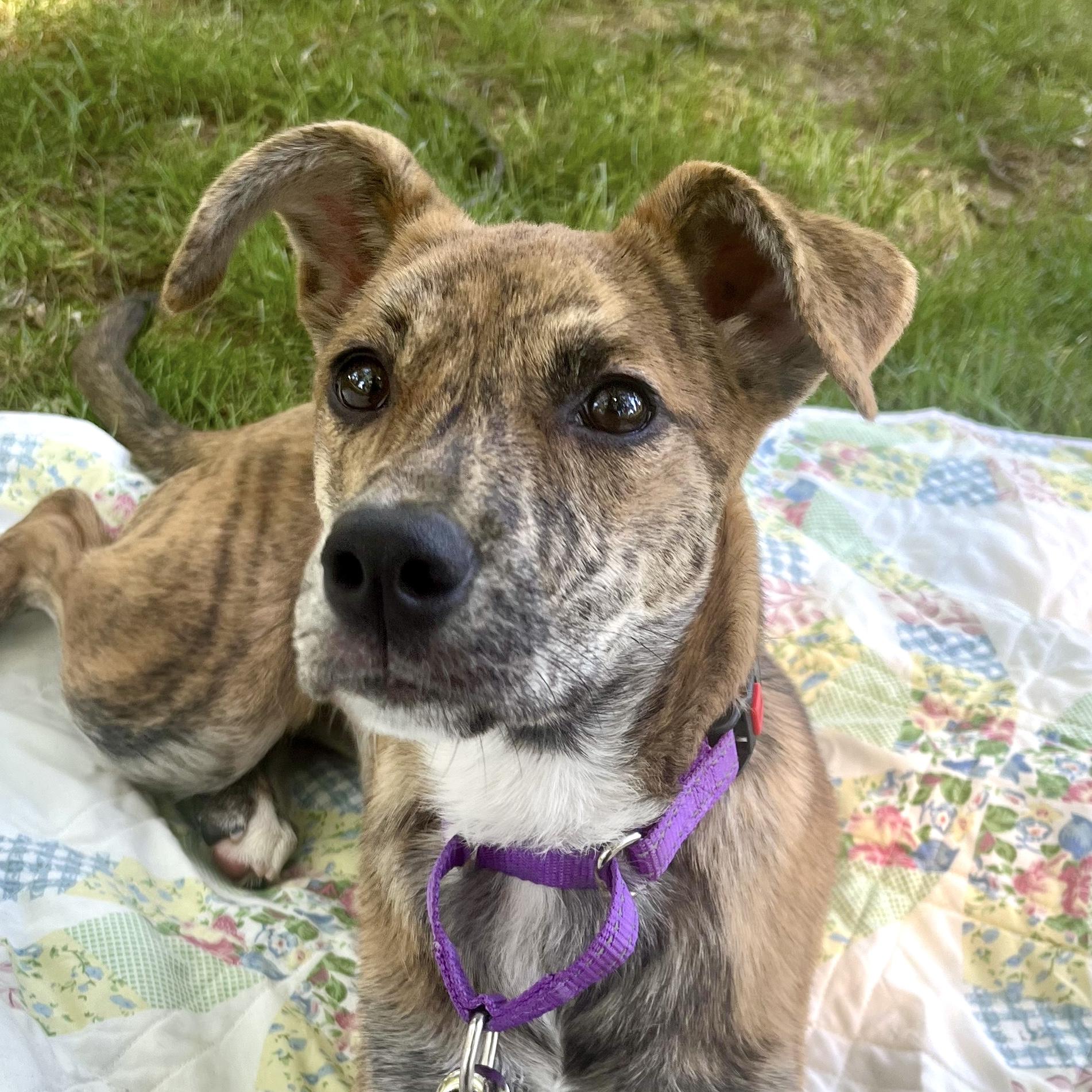 Enlarge Ripley, an adopted mixed breed in Brooklyn, NY image 1/6