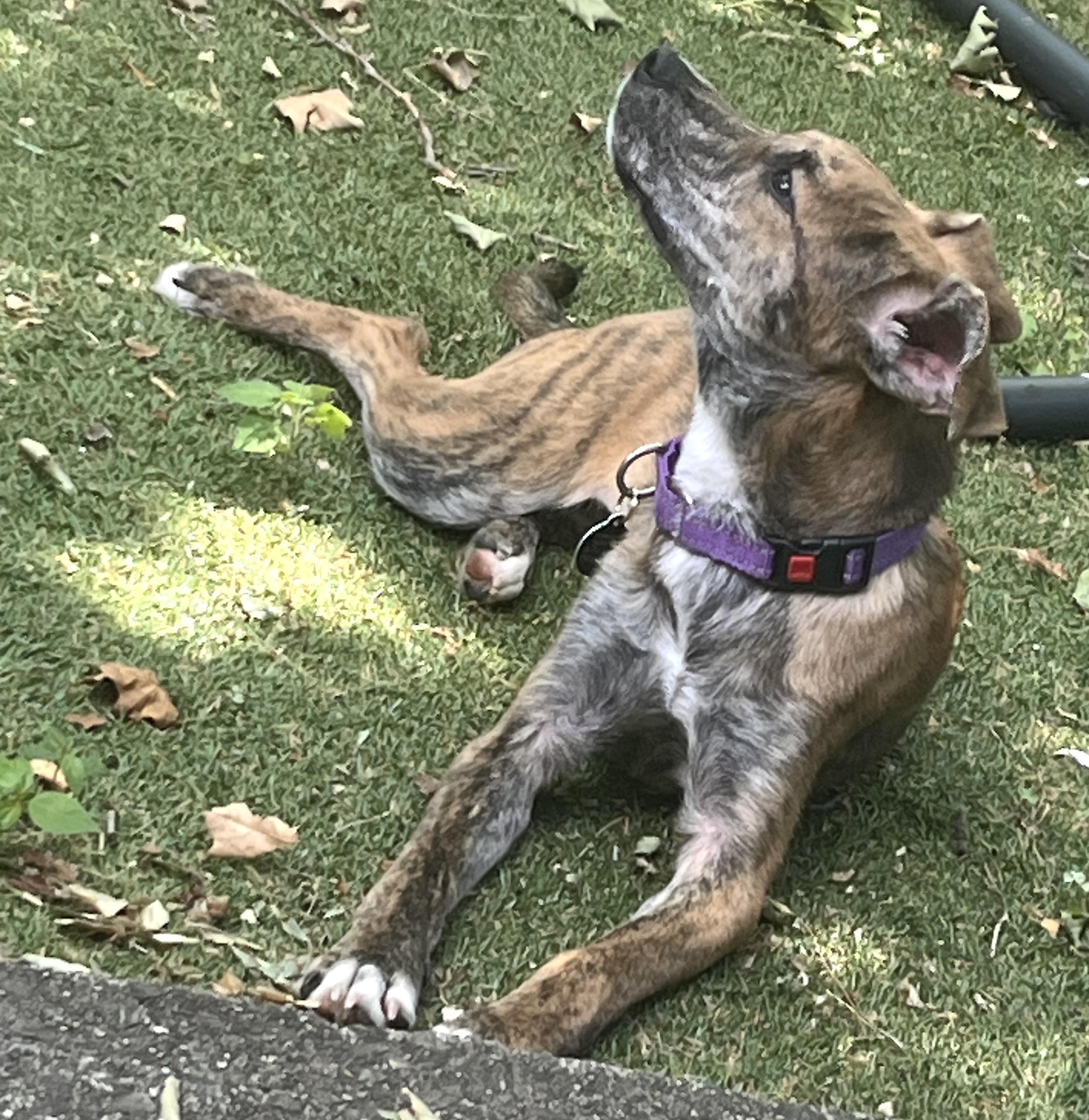 Enlarge Ripley, an adopted mixed breed in Brooklyn, NY image 6/6