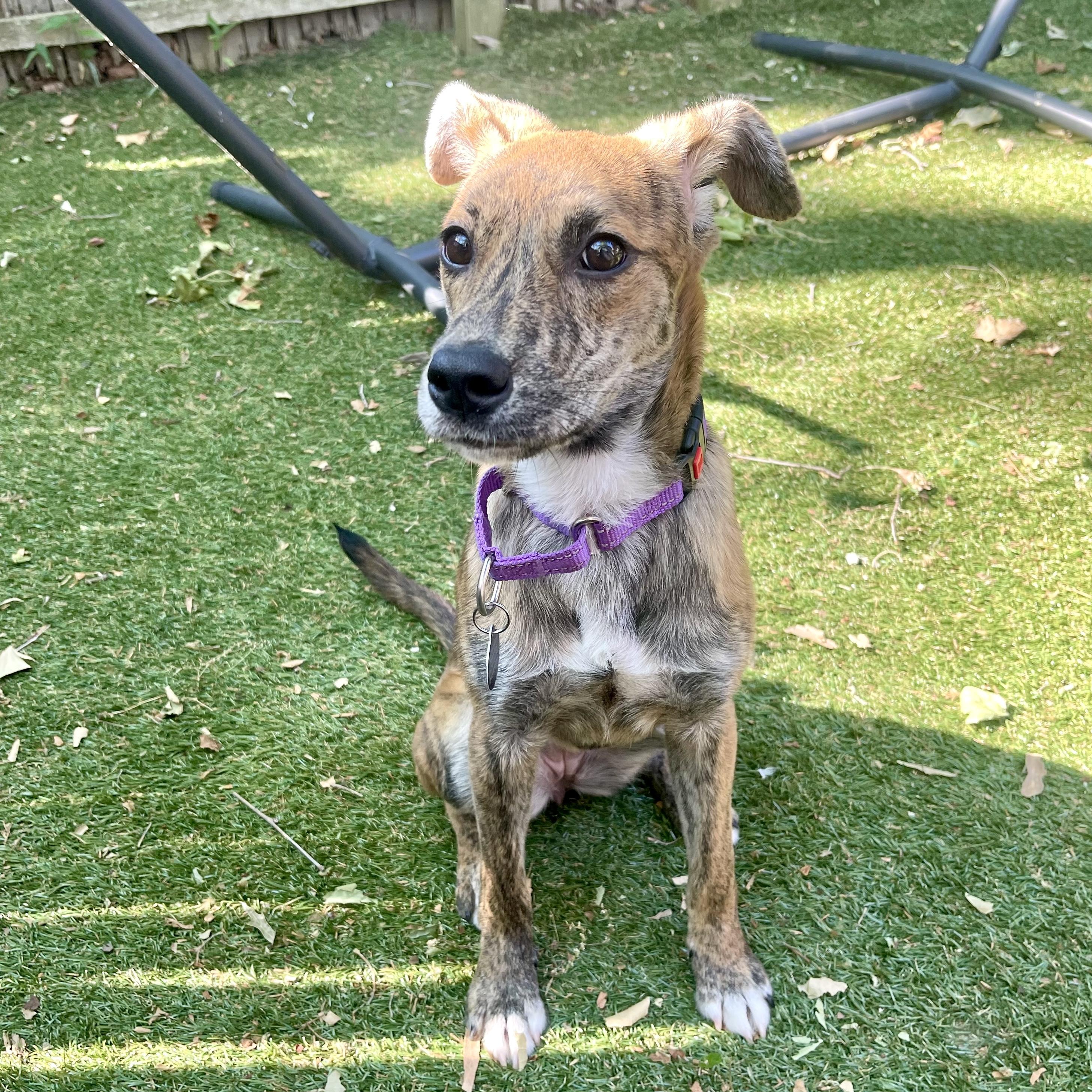 Enlarge Ripley, an adopted mixed breed in Brooklyn, NY image 2/6