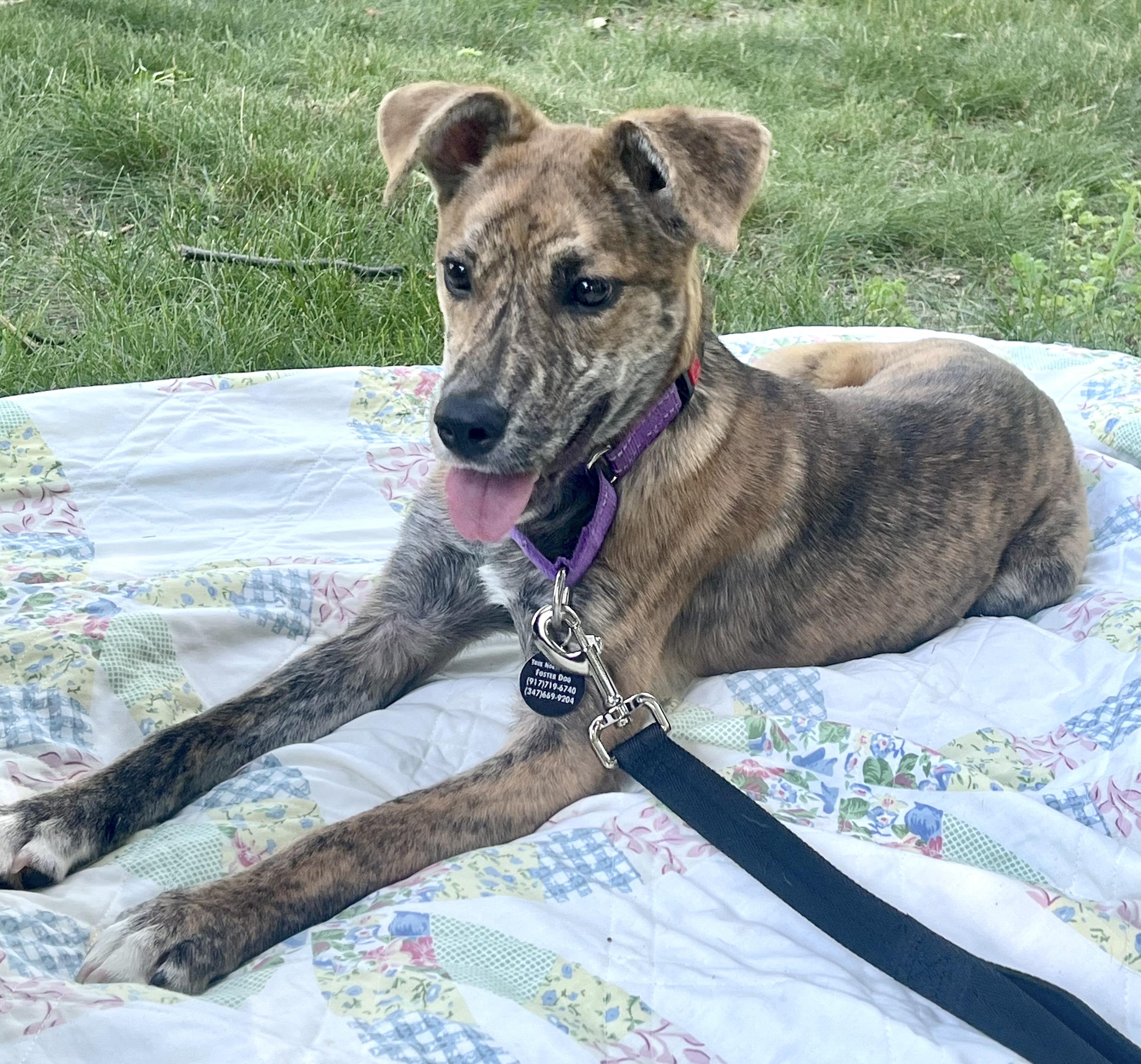 Enlarge Ripley, an adopted mixed breed in Brooklyn, NY image 5/6