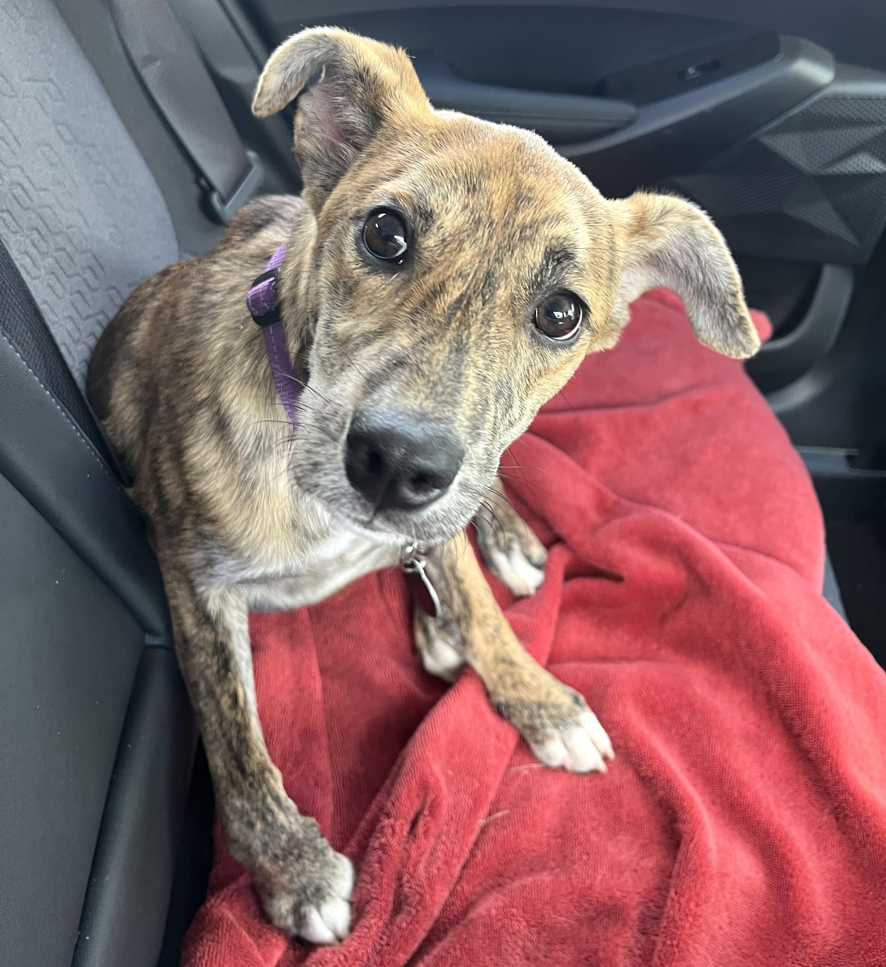 Enlarge Ripley, an adopted mixed breed in Brooklyn, NY image 3/6
