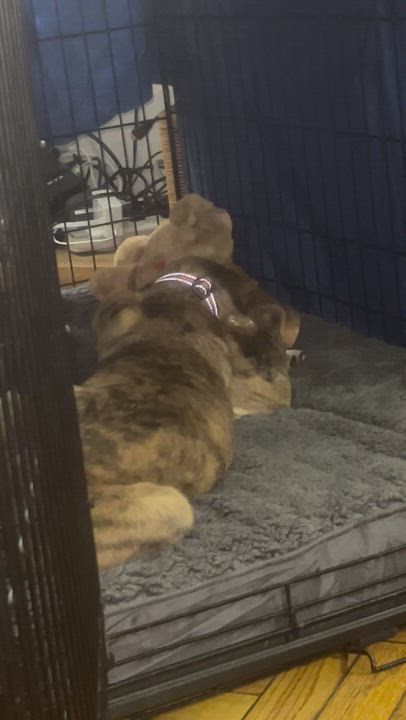Enlarge Ripley, an adopted mixed breed in Brooklyn, NY video 4/6