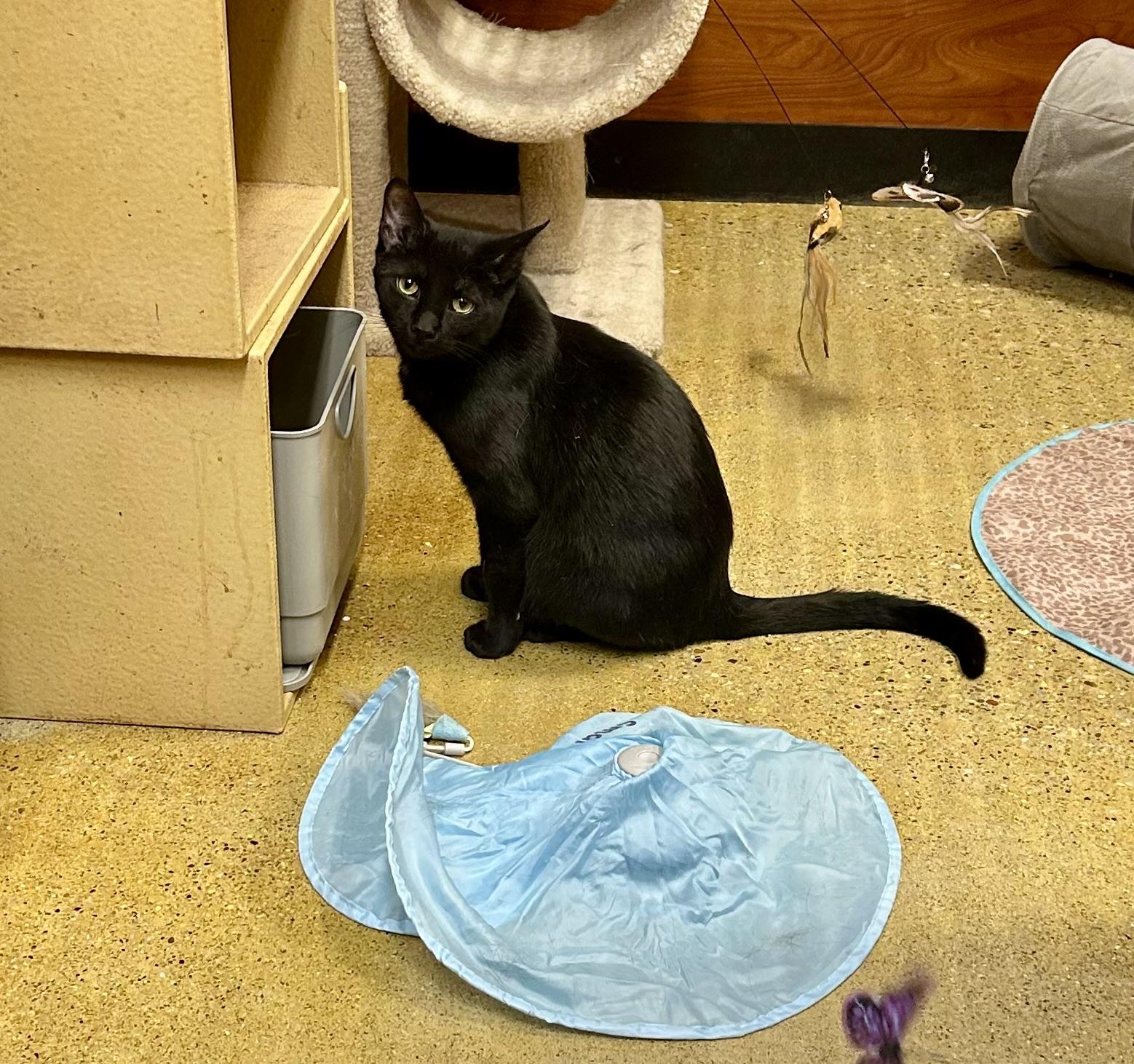 Lucky, ADOPTABLE, Young Male Domestic Short Hair.