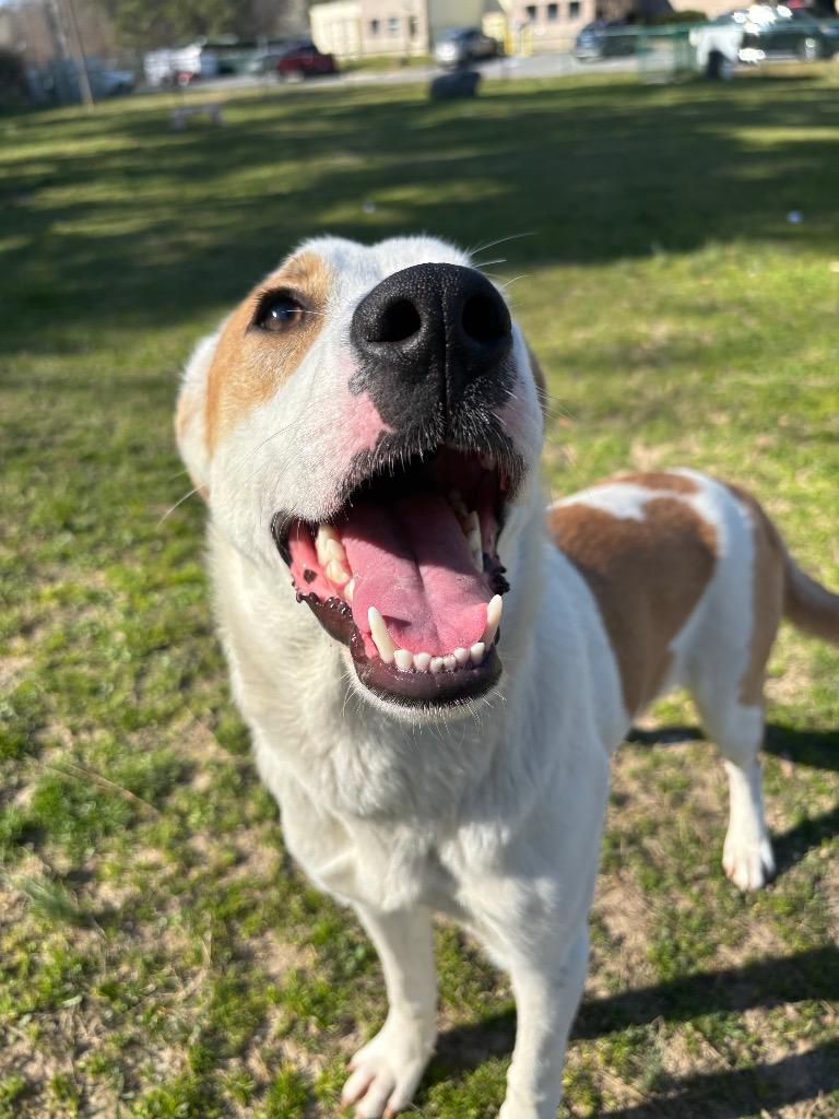 Enlarge Lily, a Adoptable mixed breed in Little Rock, AR image 1/4