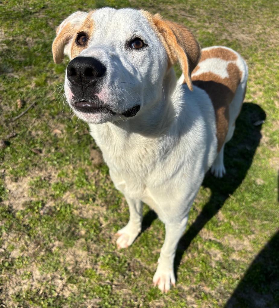 Enlarge Lily, a Adoptable mixed breed in Little Rock, AR image 2/4