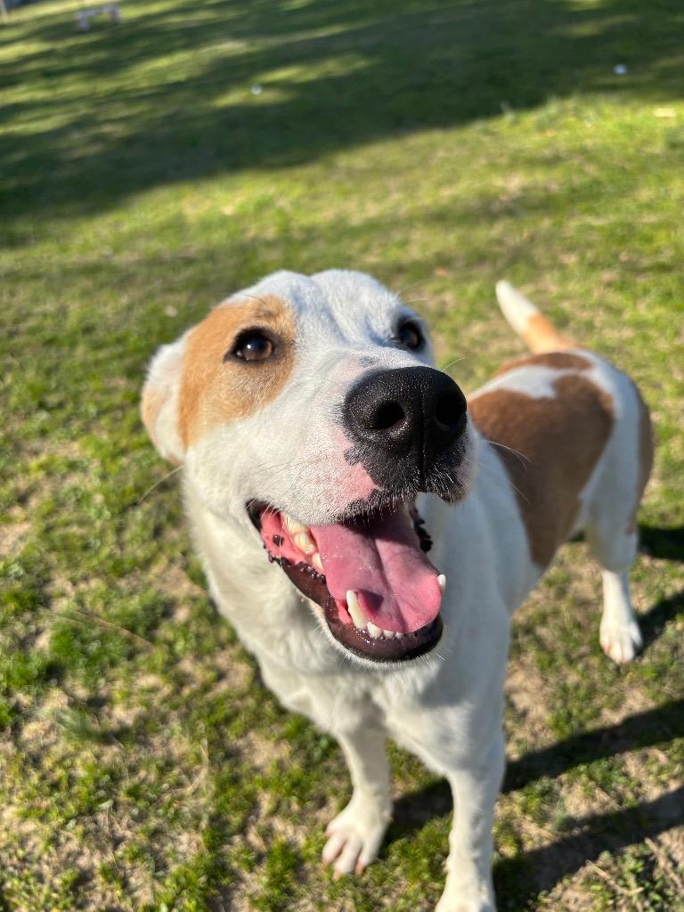 Enlarge Lily, a Adoptable mixed breed in Little Rock, AR image 3/4