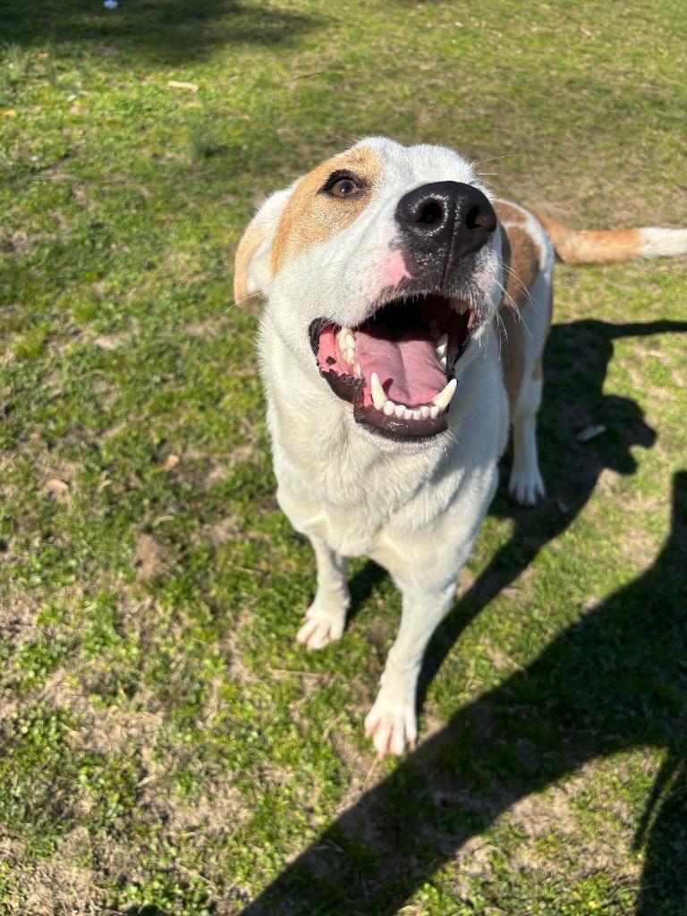 Enlarge Lily, a Adoptable mixed breed in Little Rock, AR image 4/4