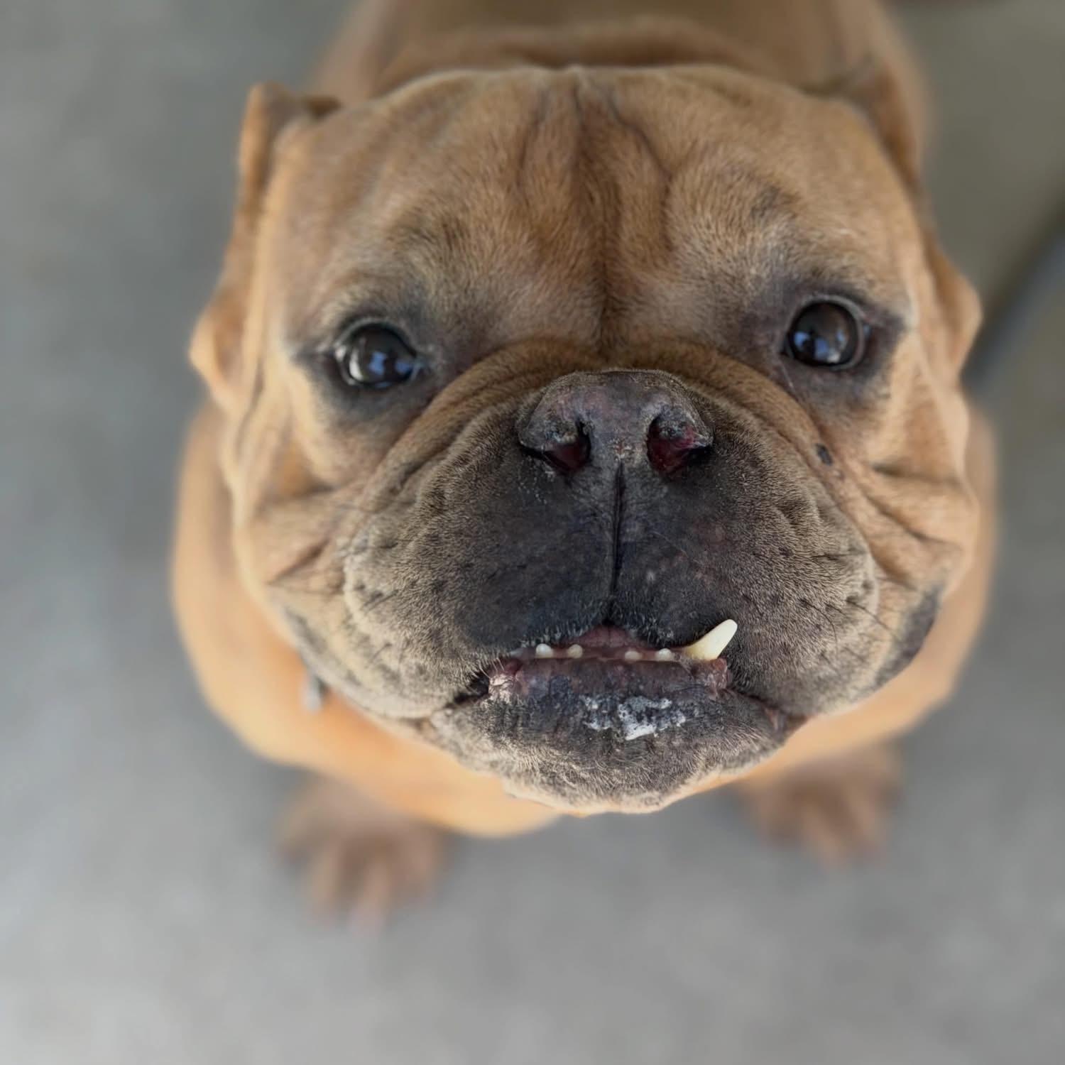 Enlarge Travis , a ADOPTABLE mixed breed in Las Vegas, NV image 3/5